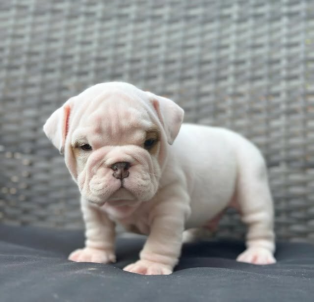 English Bulldog Puppies Looking for Loving Homes image 2