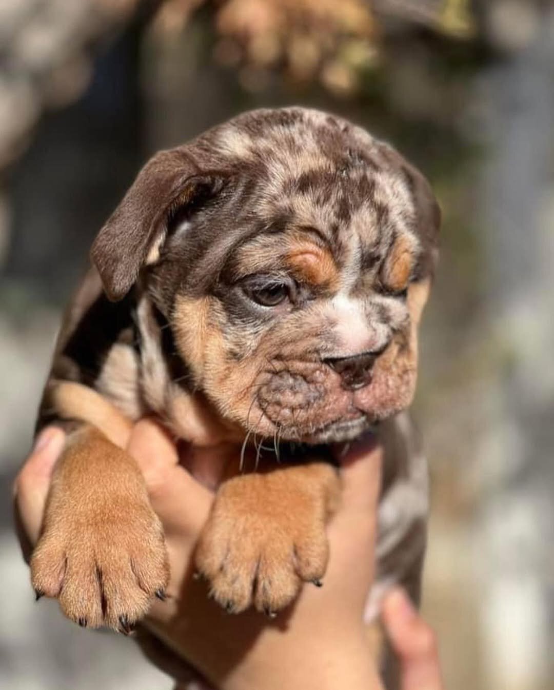 English Bulldog Puppies Looking for Loving Homes image 3