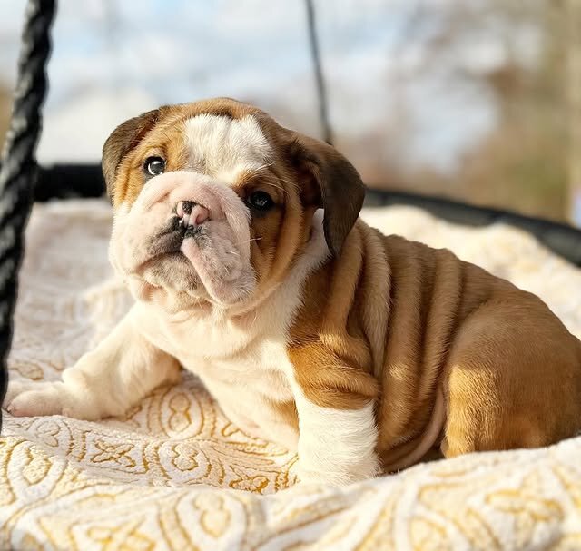 English Bulldog Puppies Looking for Loving Homes image 4