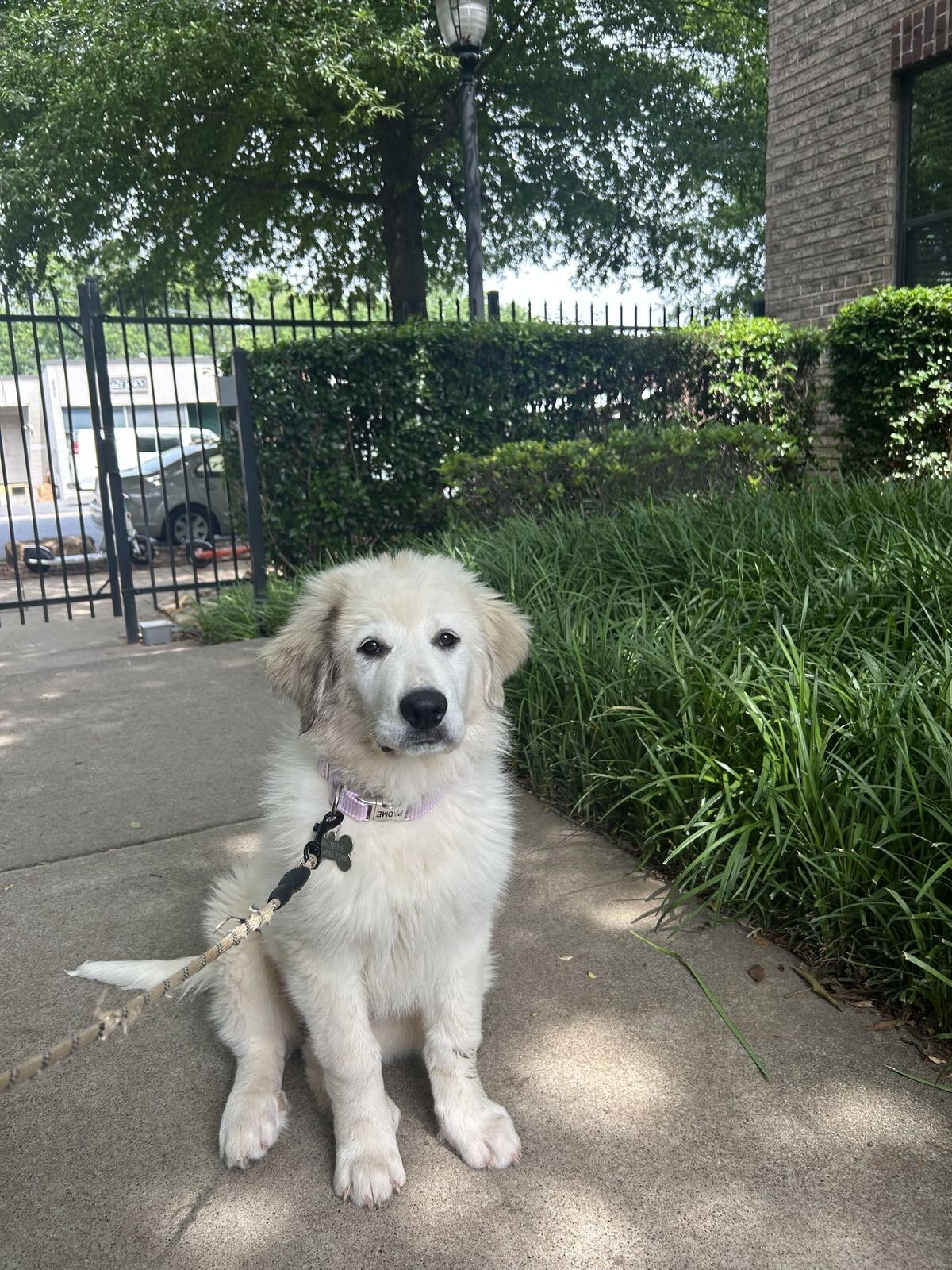 Dogs puppies image 1