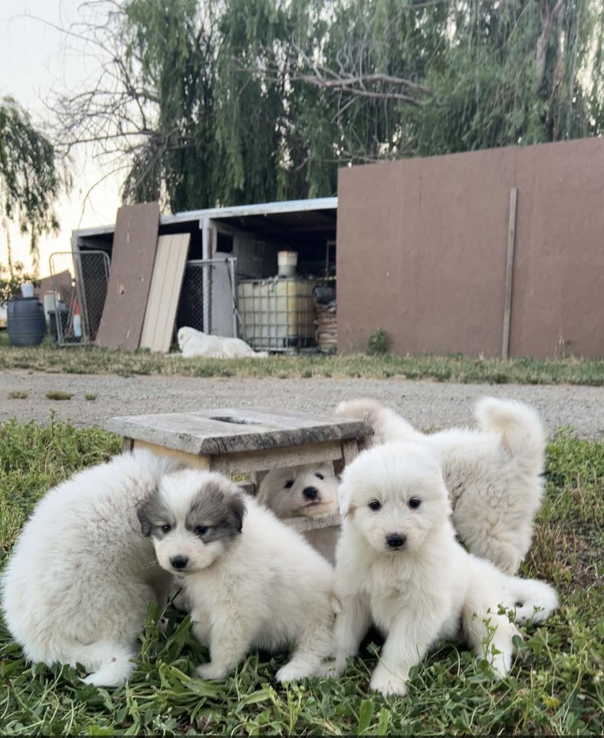 Dogs puppies image 6