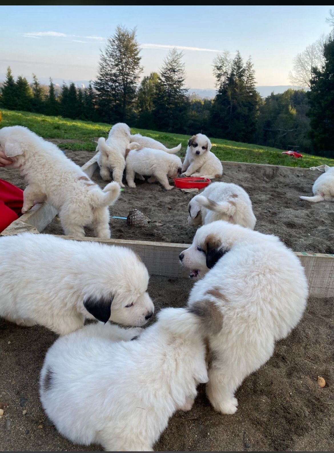 Dogs puppies image 5