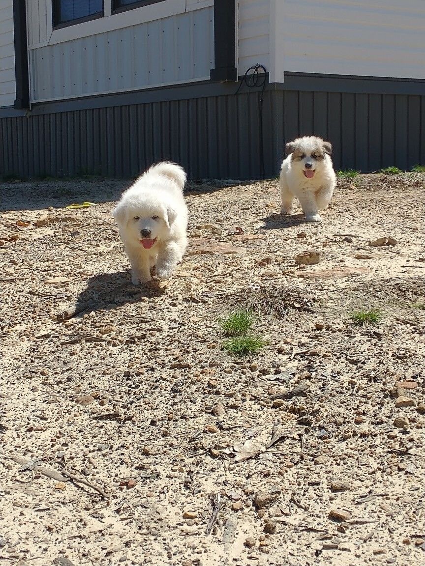 Dogs puppies image 8