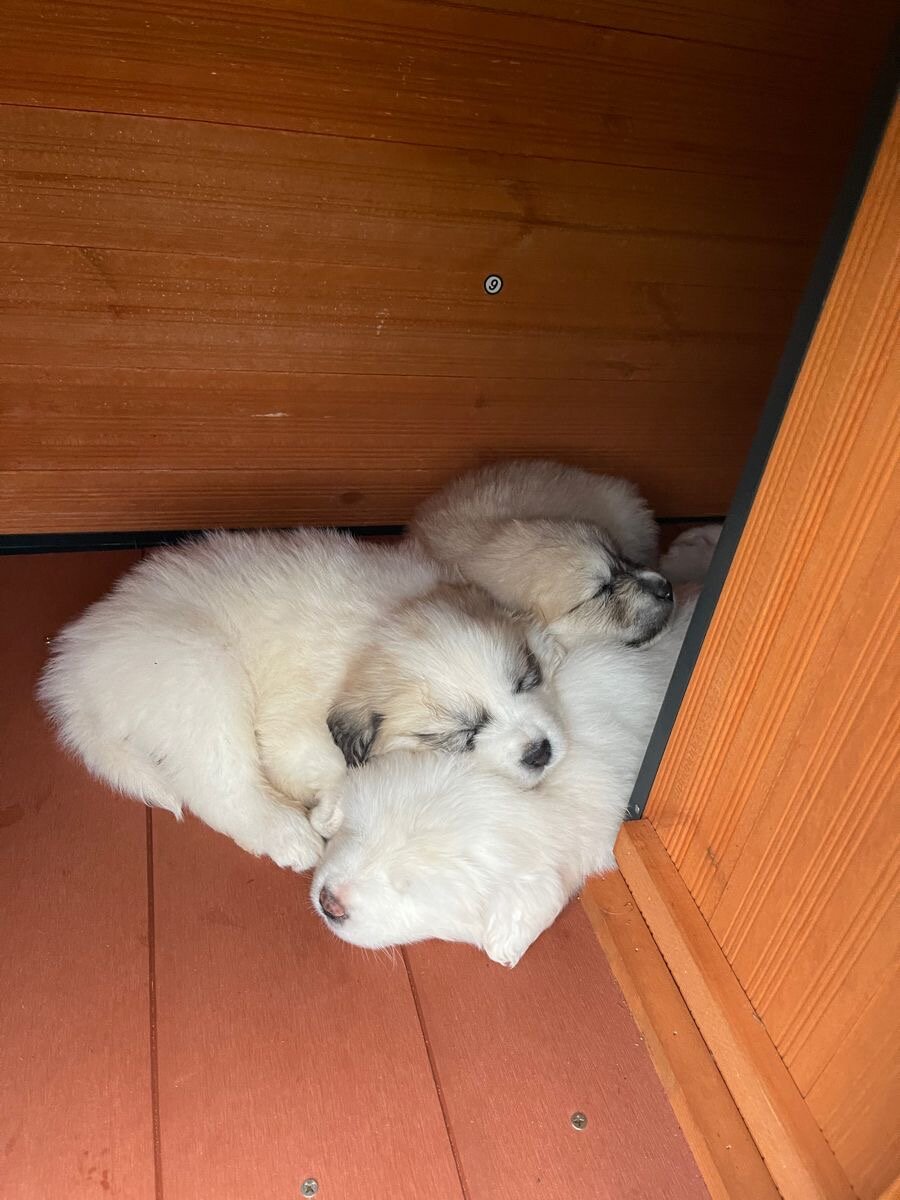 Dogs puppies image 7