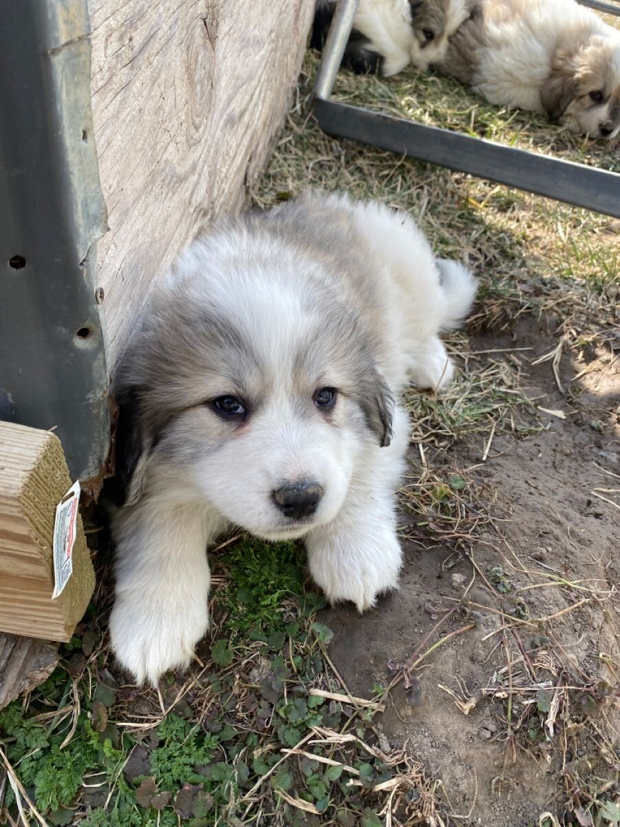 Dogs puppies image 9