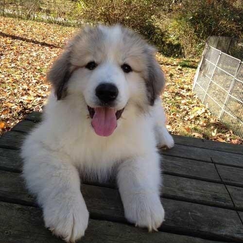 Dogs puppies image 3