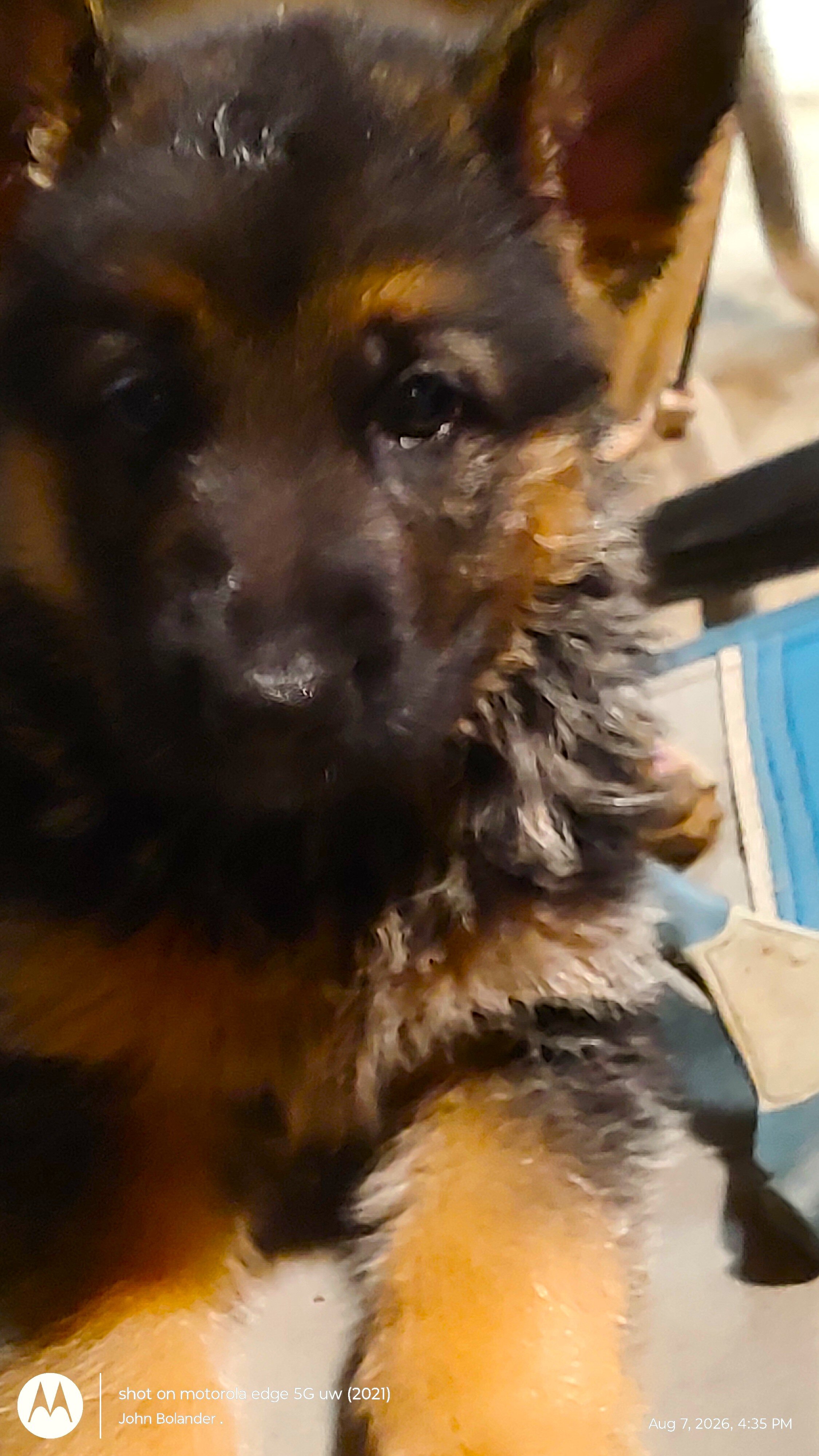 AKC German Shepherd puppies image 1