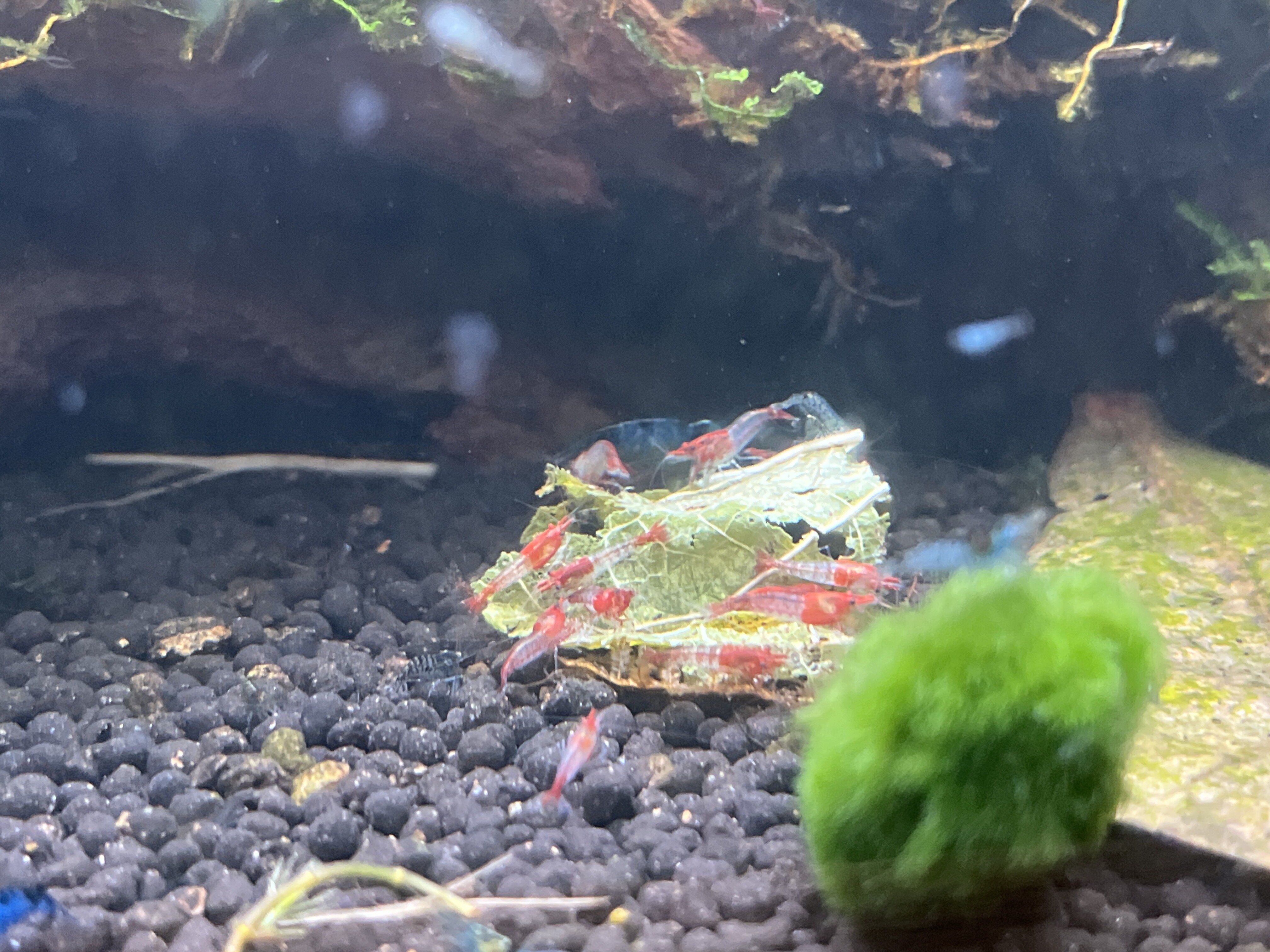 Neocaridina Shrimp image 3