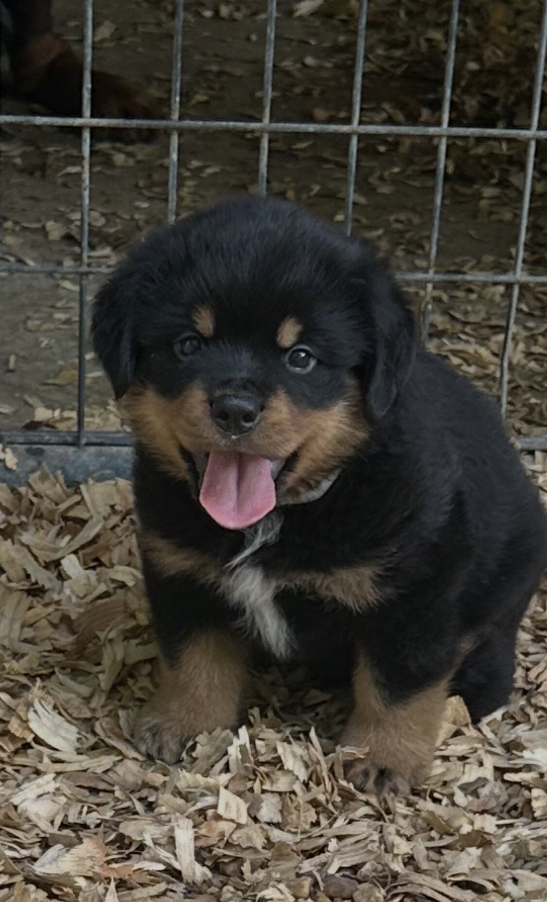 Rottweiler pups image 1