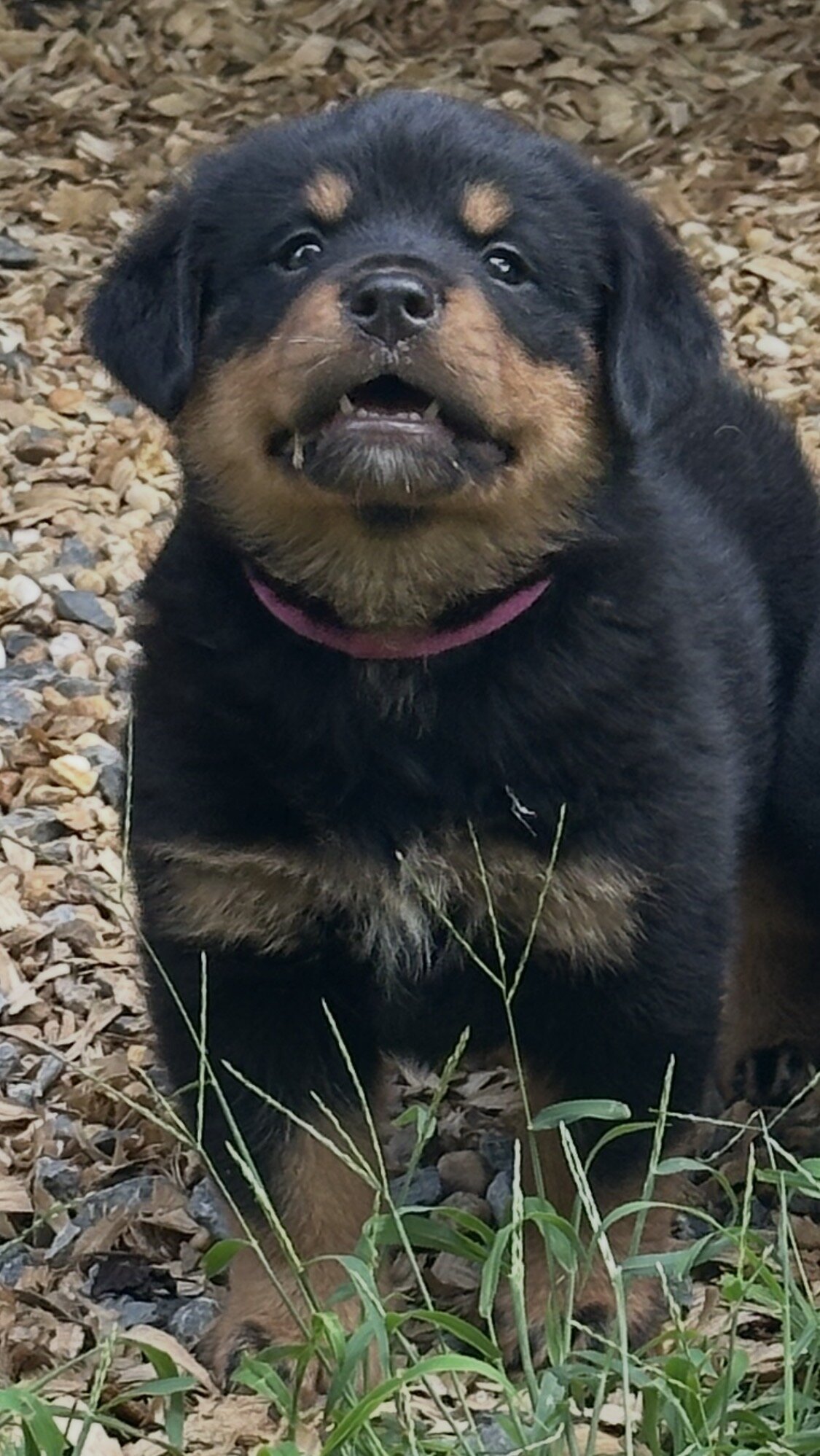 Rottweiler pups image 2