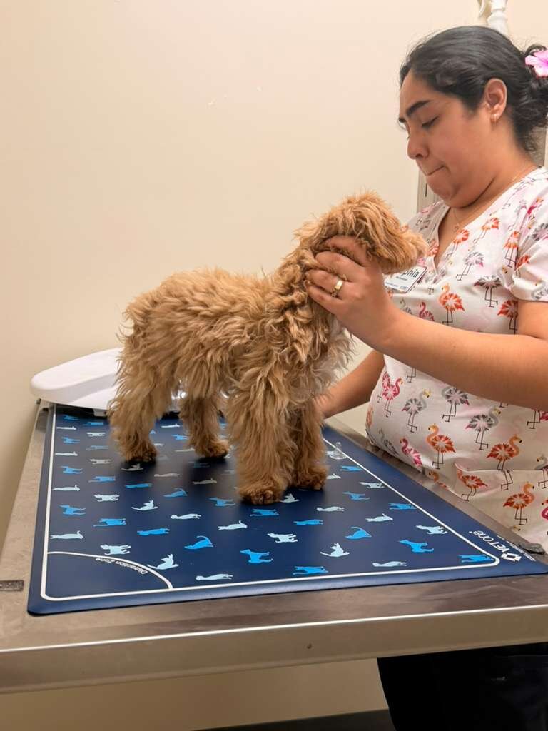 Adorable 5-Month-Old Maltipoo Puppy image 3