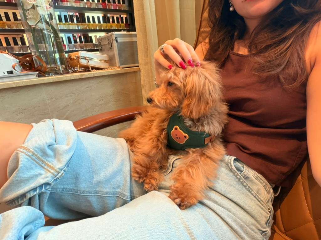 Adorable 5-Month-Old Maltipoo Puppy image 2