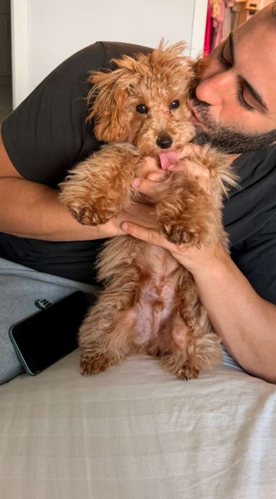 Adorable 5-Month-Old Maltipoo Puppy image 4