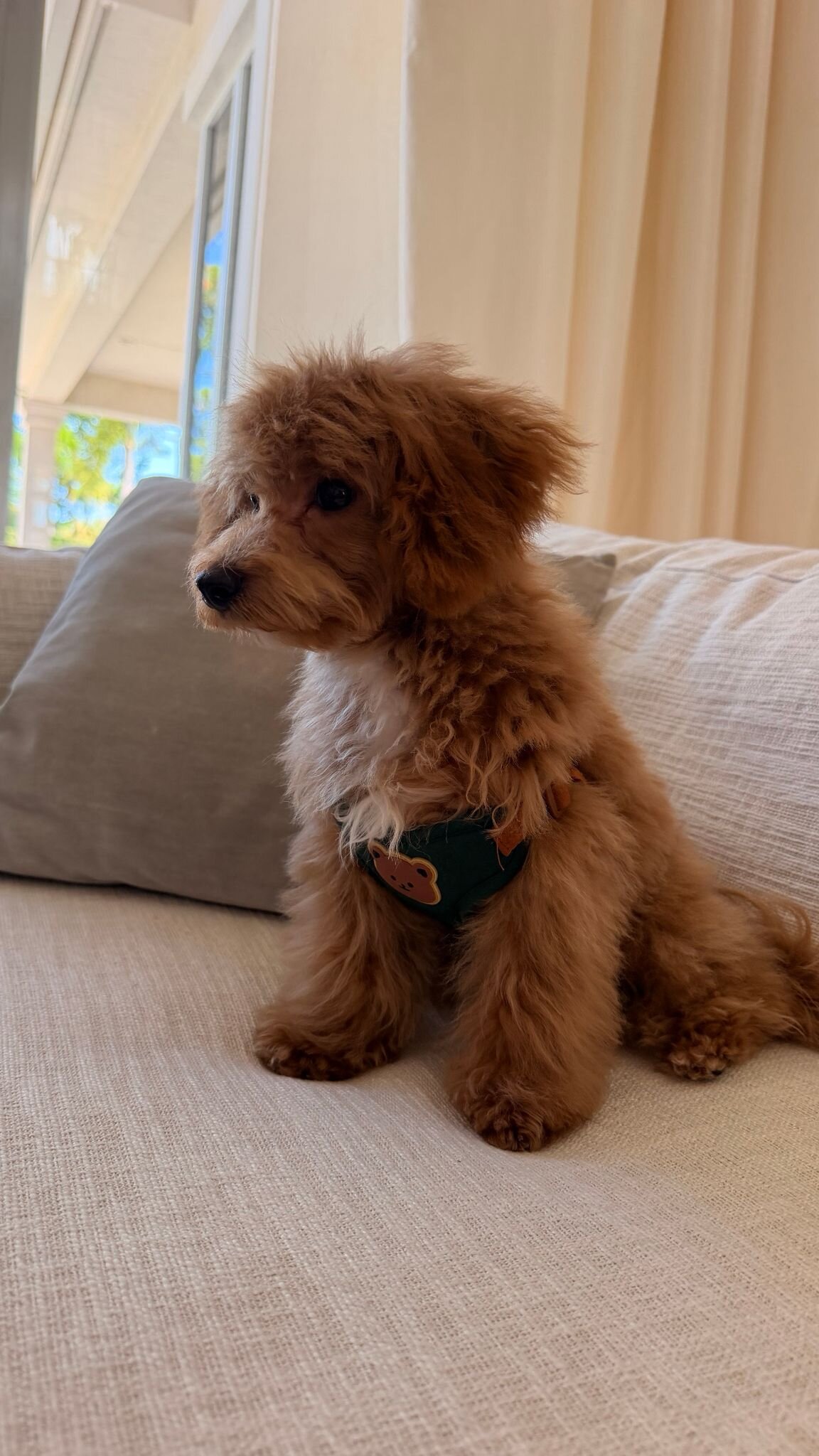 Adorable 5-Month-Old Maltipoo Puppy image 1