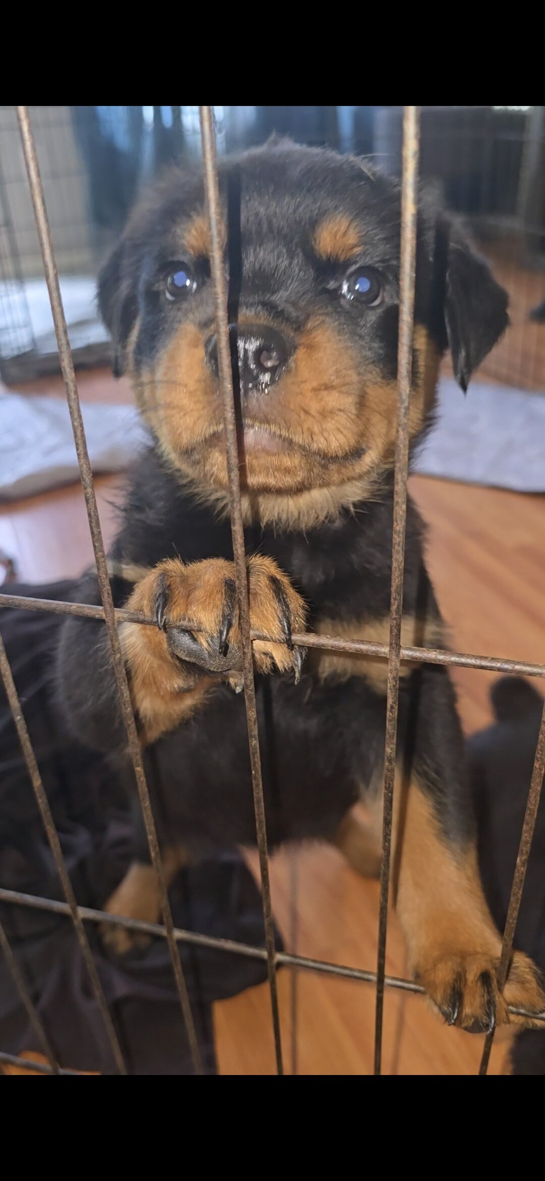 AKC Rottweiler image 1