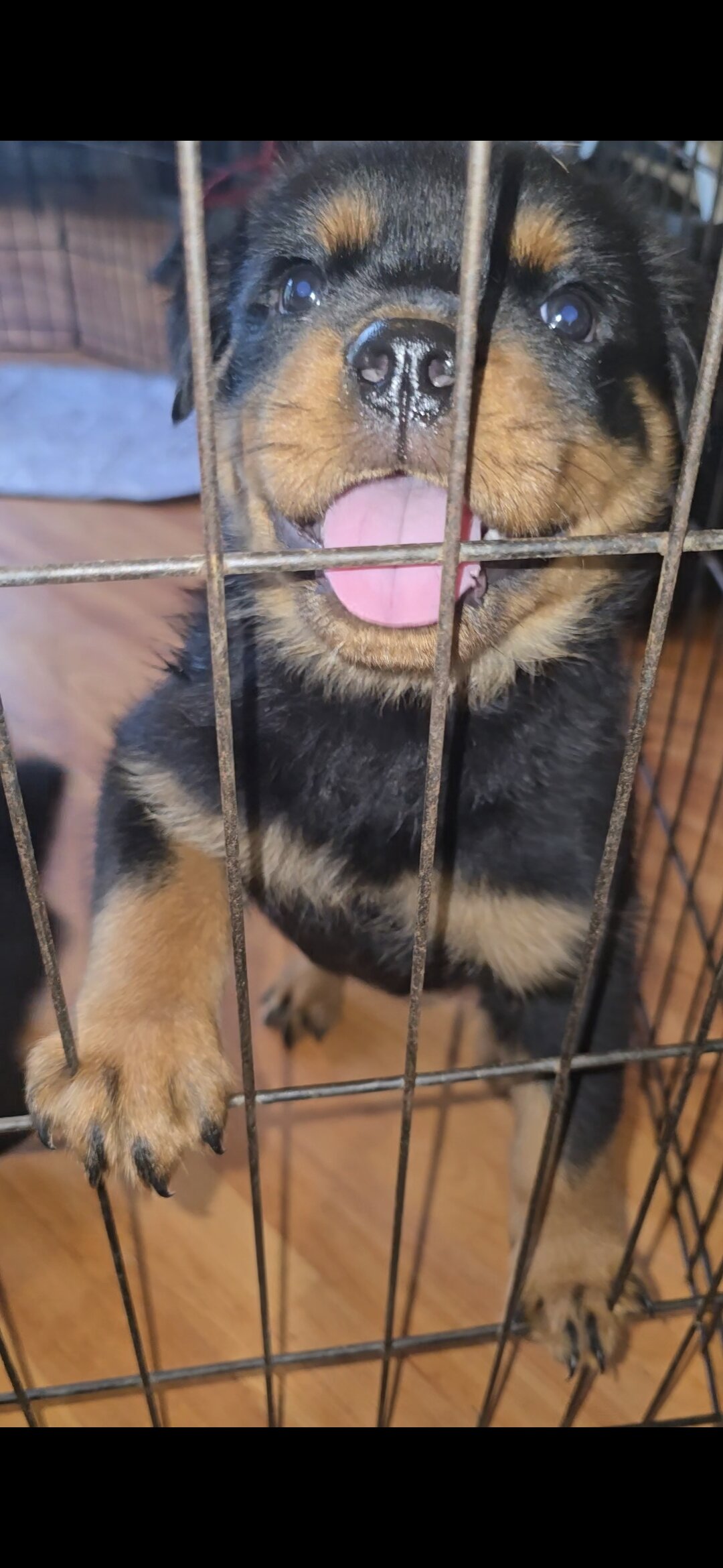AKC Rottweiler image 2