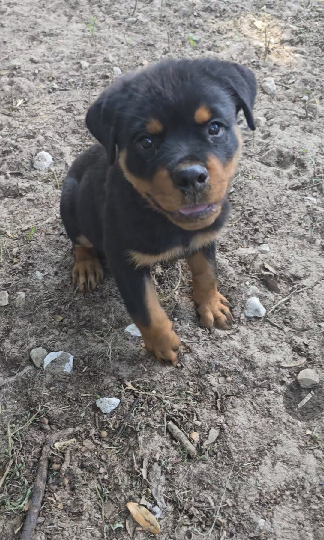 AKC Rottweiler image 1