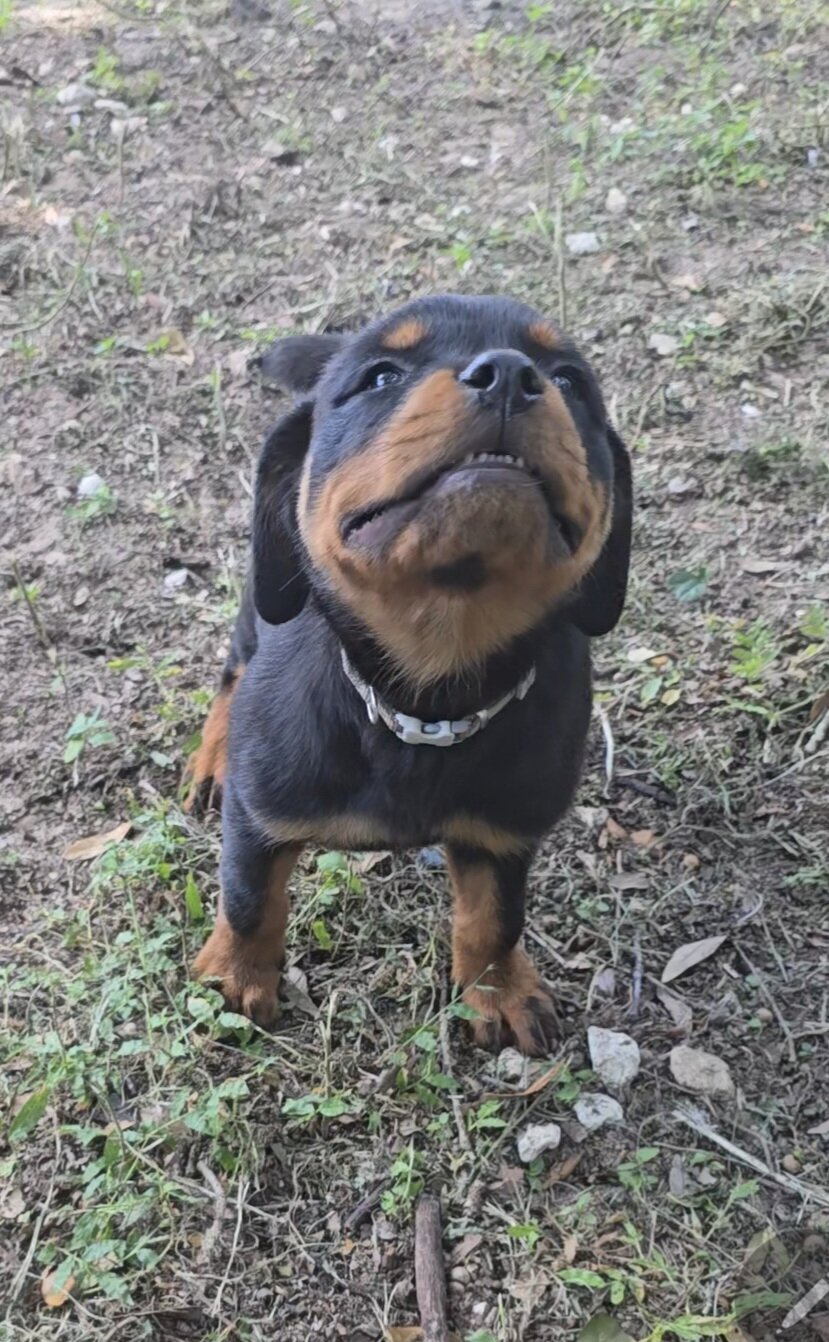 AKC Rottweiler image 2