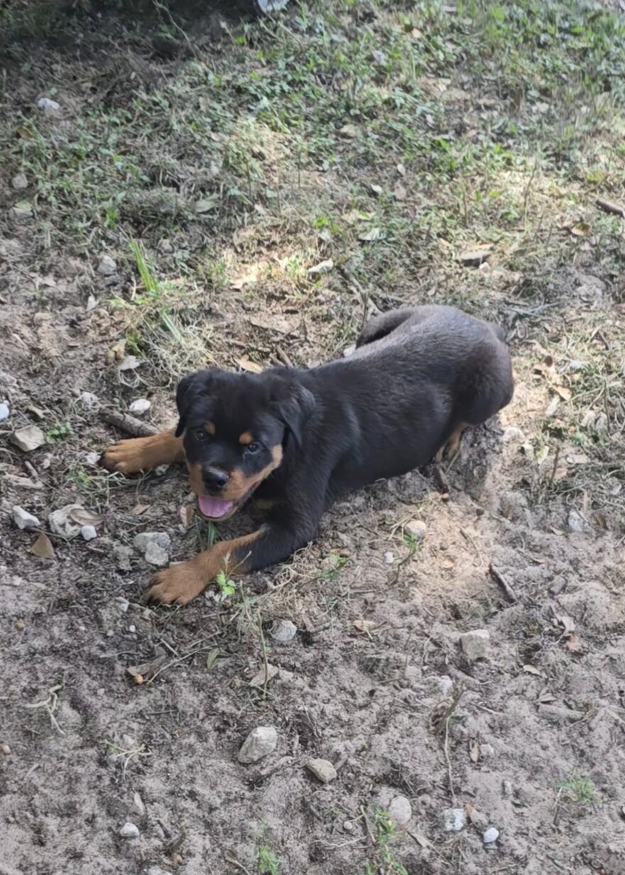 AKC Rottweiler image 3
