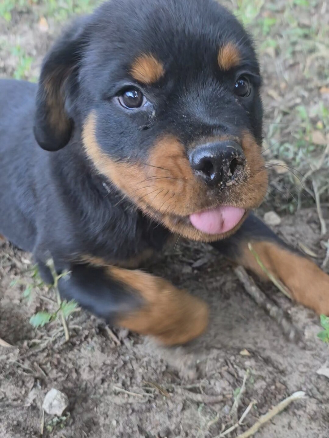 AKC Rottweiler image 4