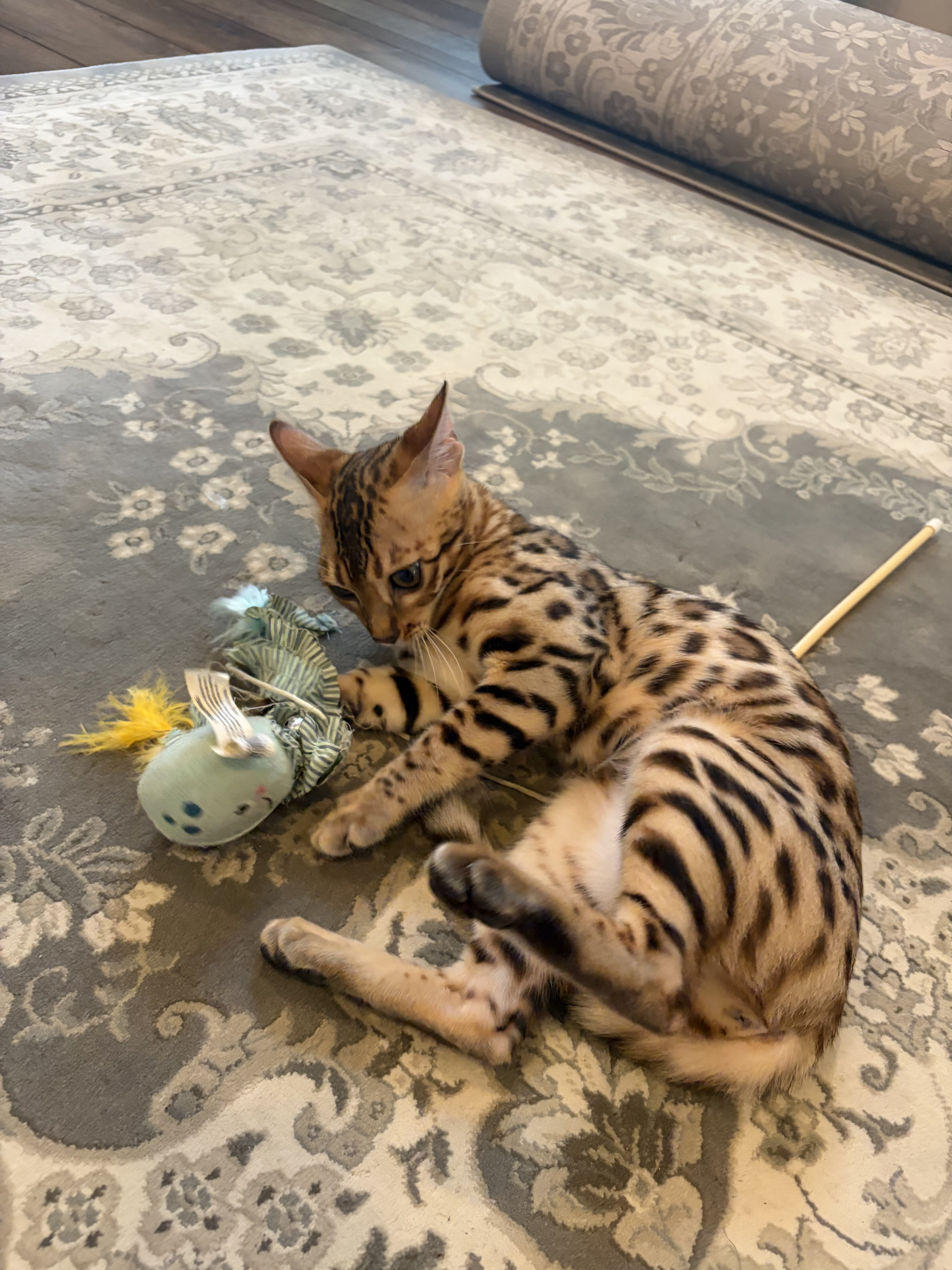 Kittens image 3