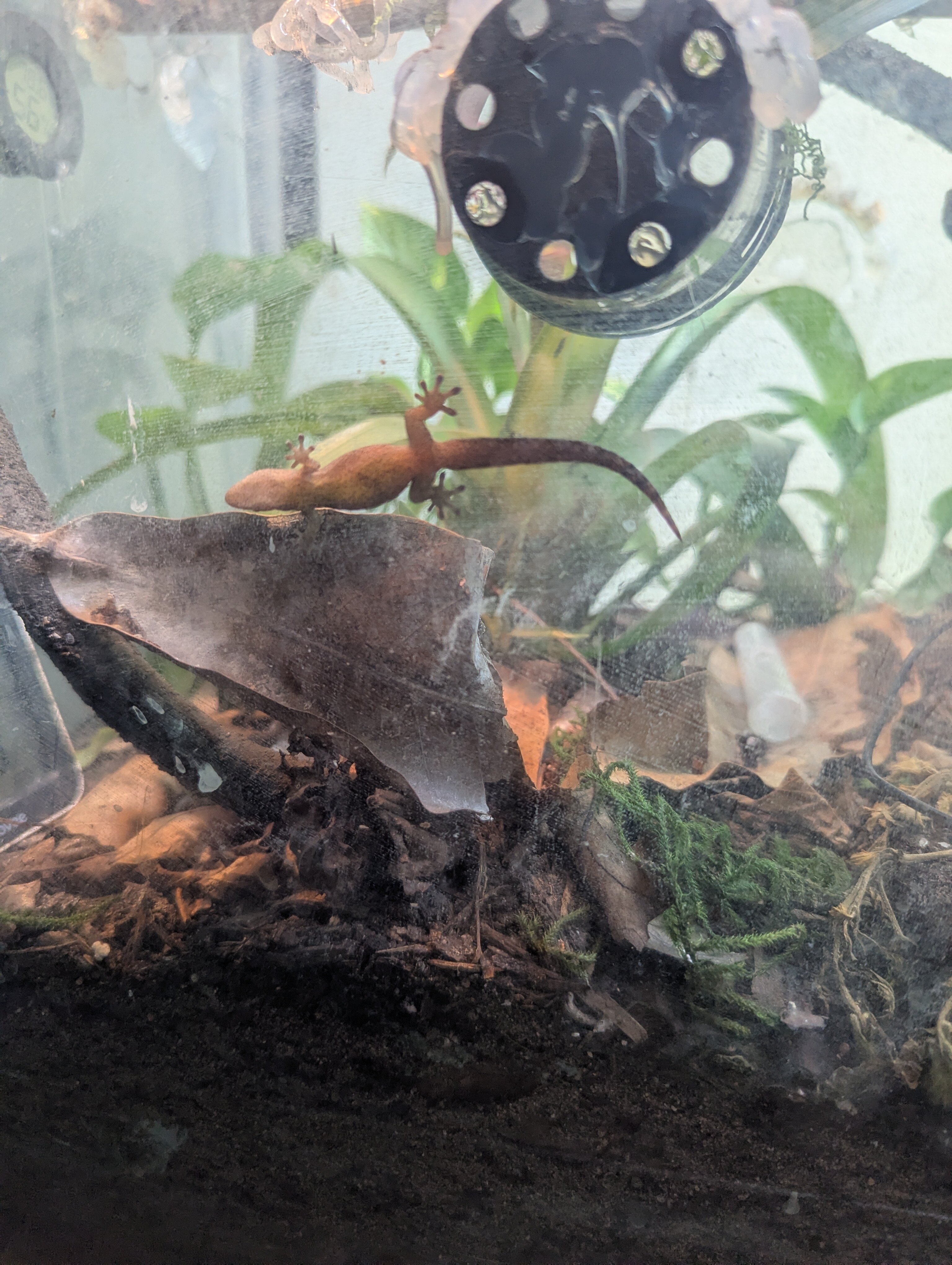 Yellow-Bellied Mourning Geckos image 4