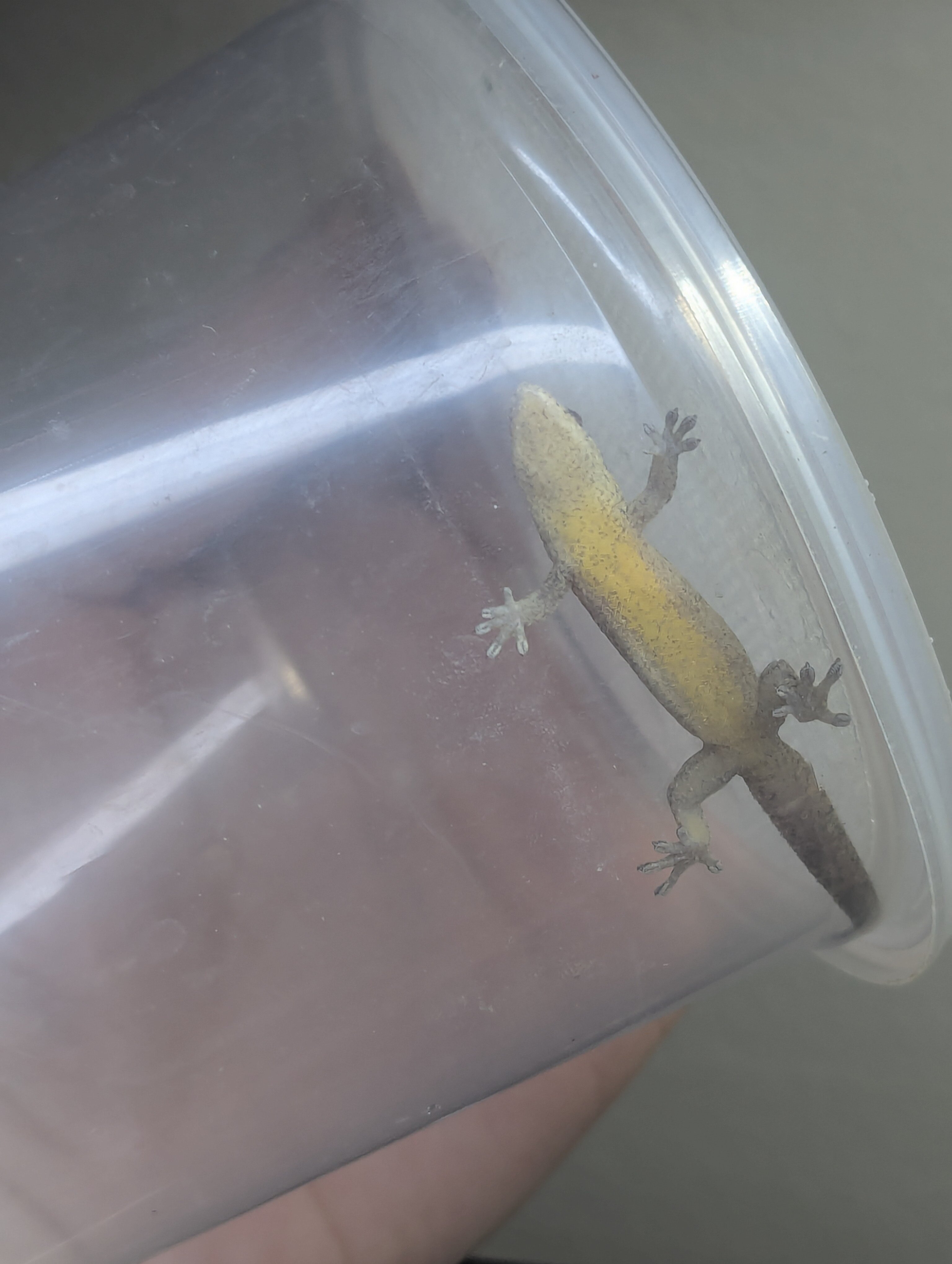 Yellow-Bellied Mourning Geckos image 3