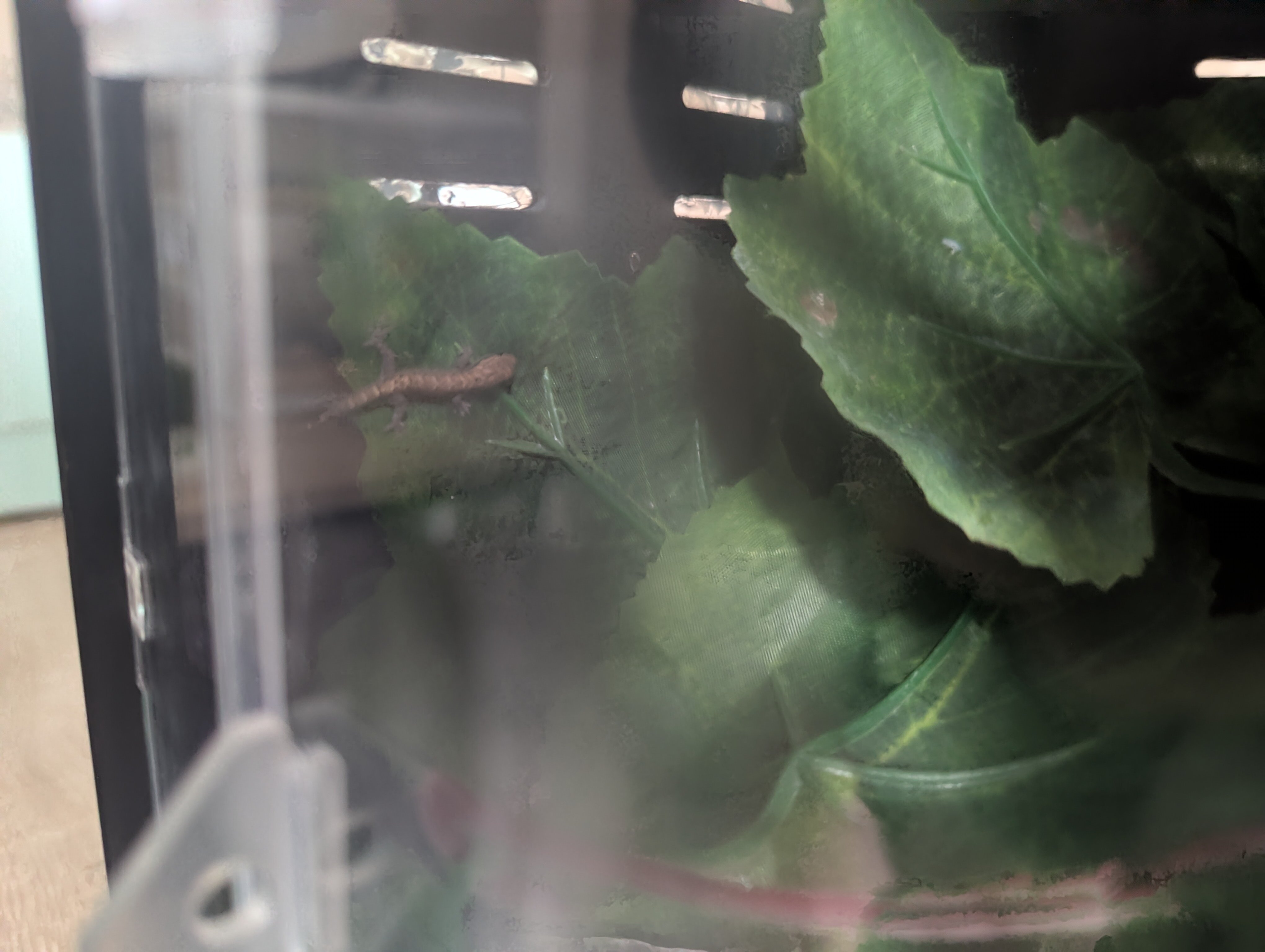 Yellow-Bellied Mourning Geckos image 2