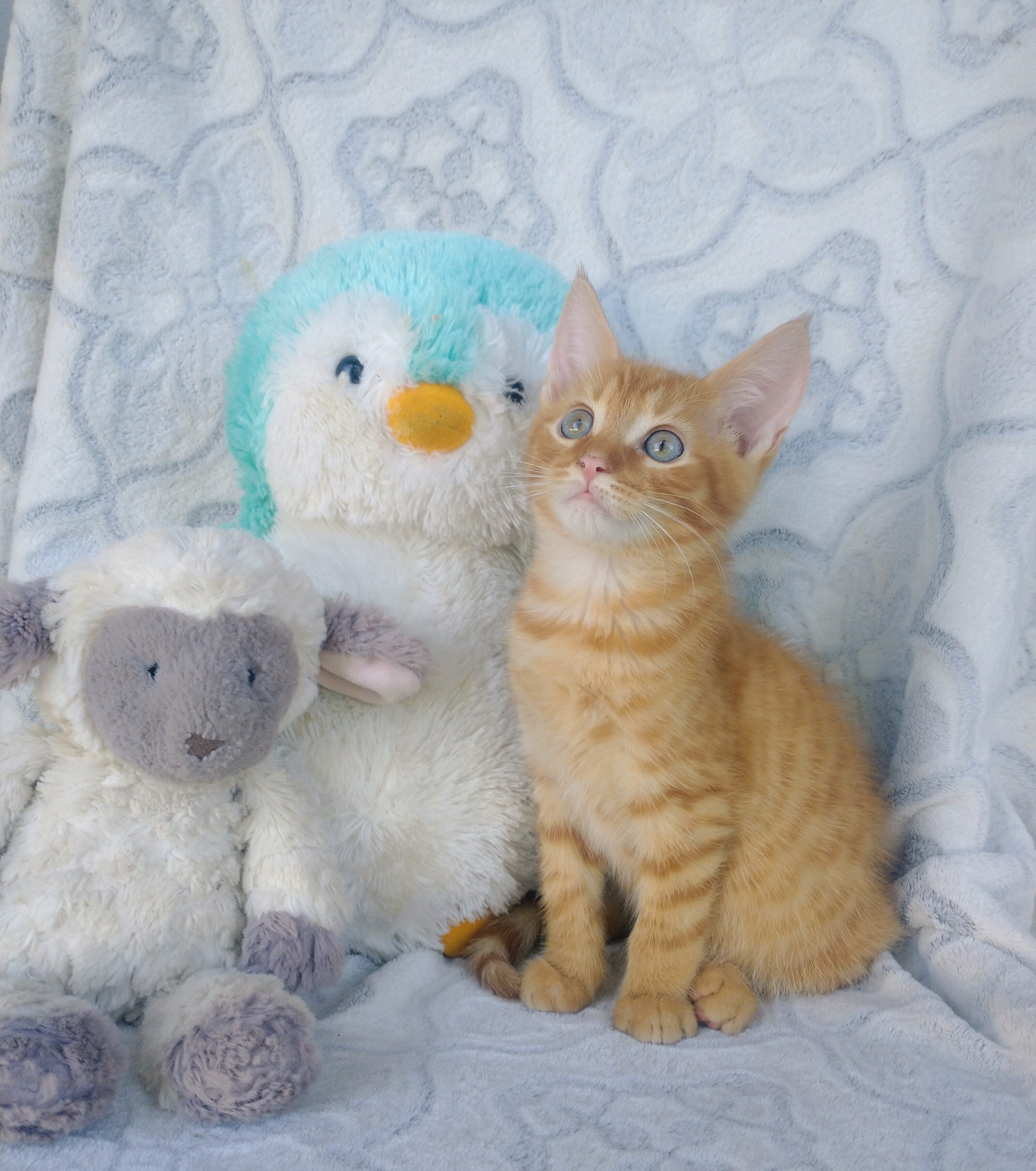 maine coon mix kitten image 2