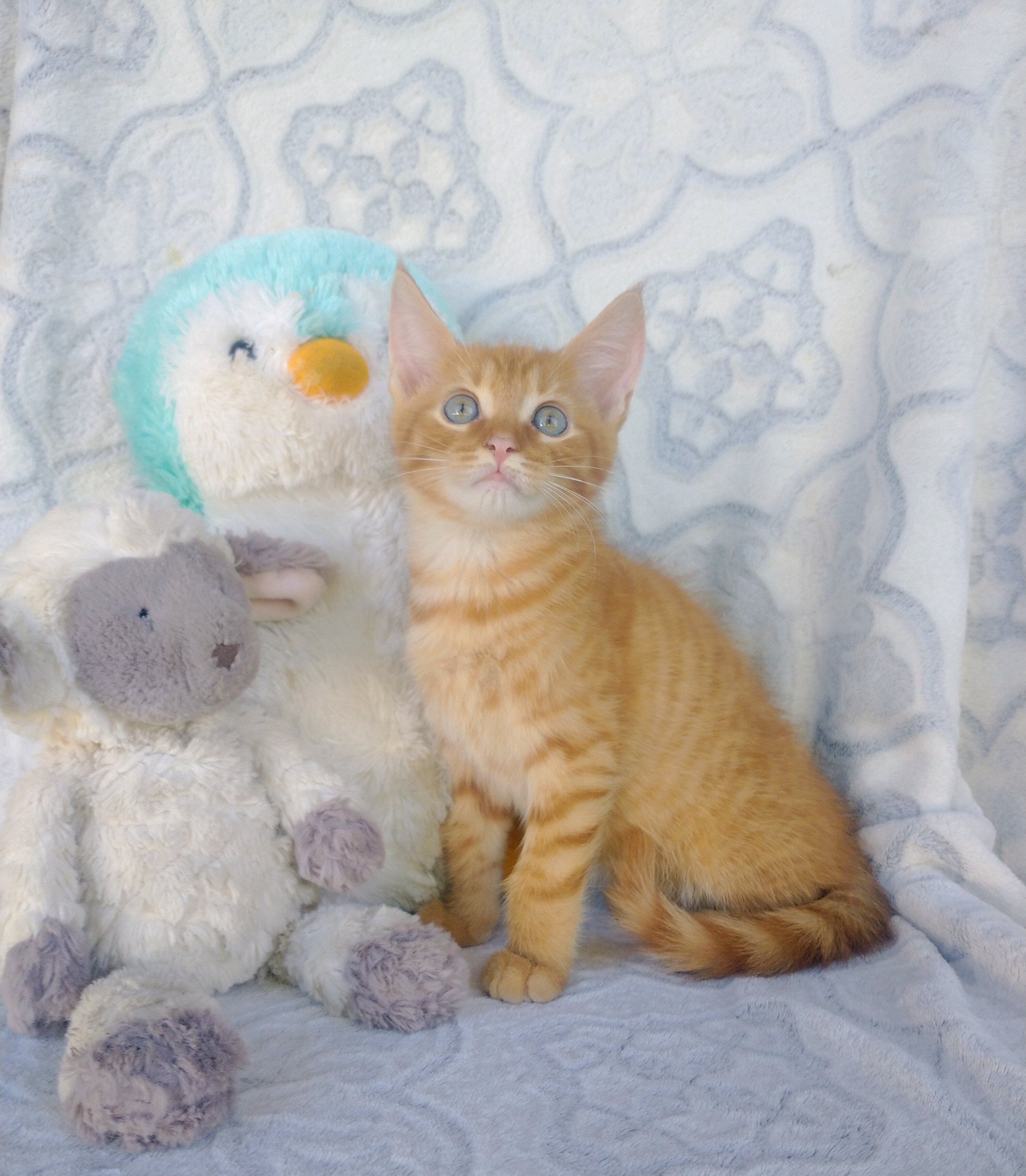 maine coon mix kitten image 1