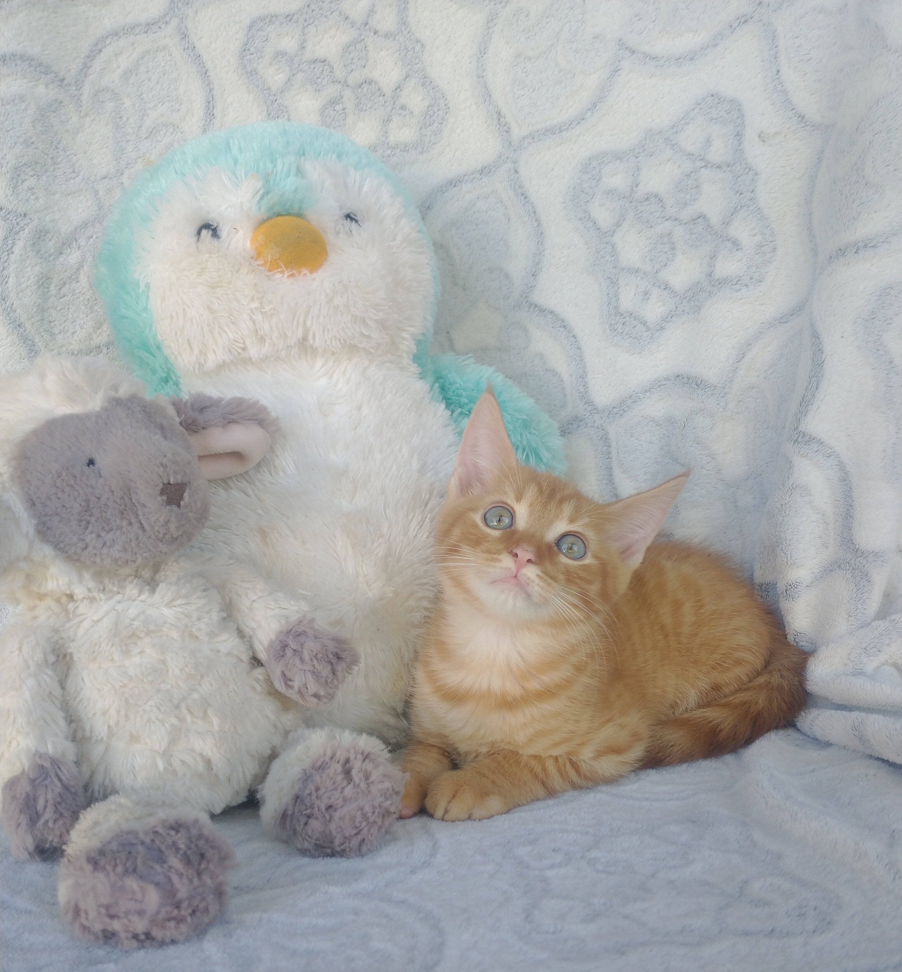 maine coon mix kitten image 3