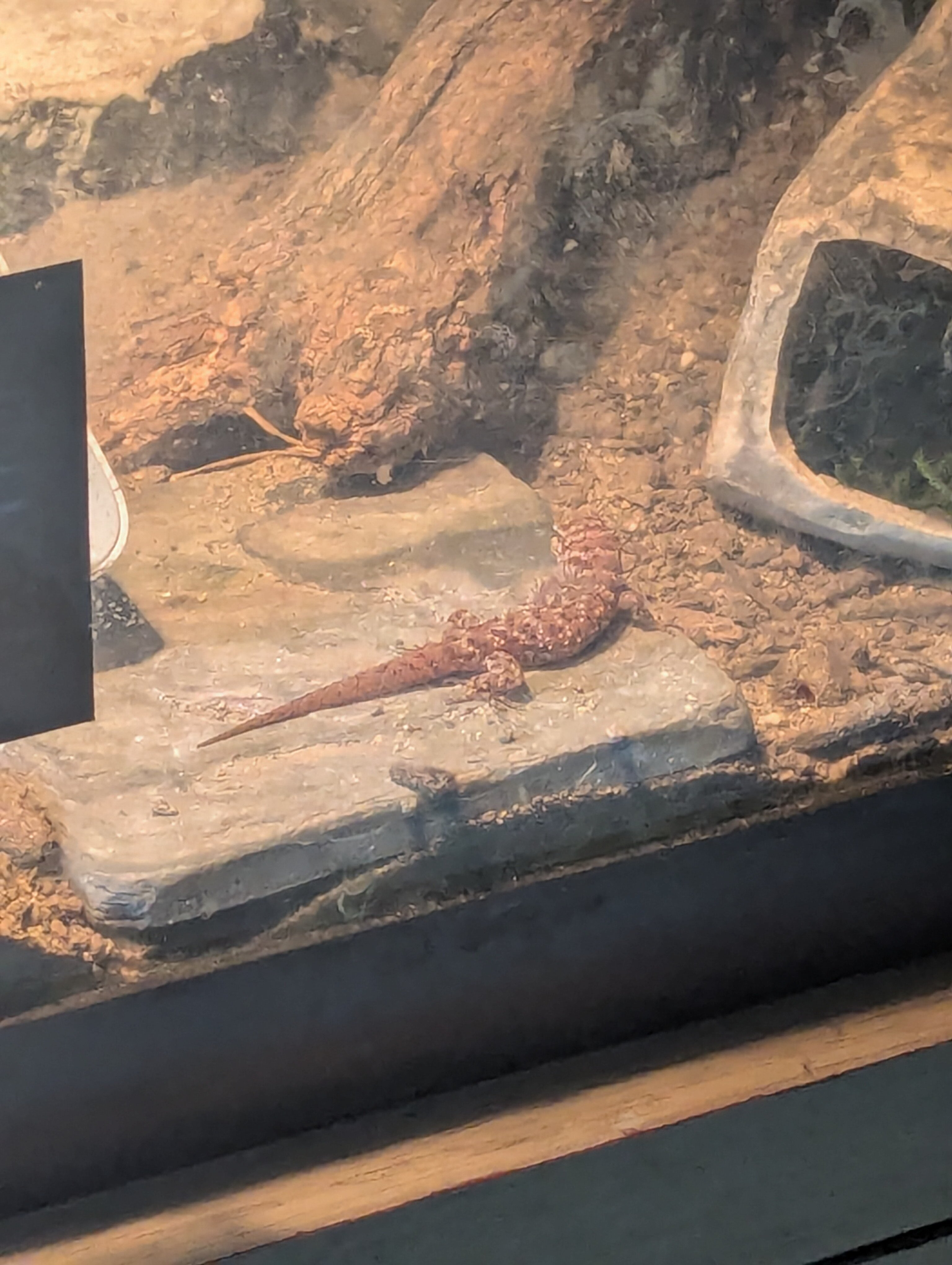 Bynoe Geckos image 3