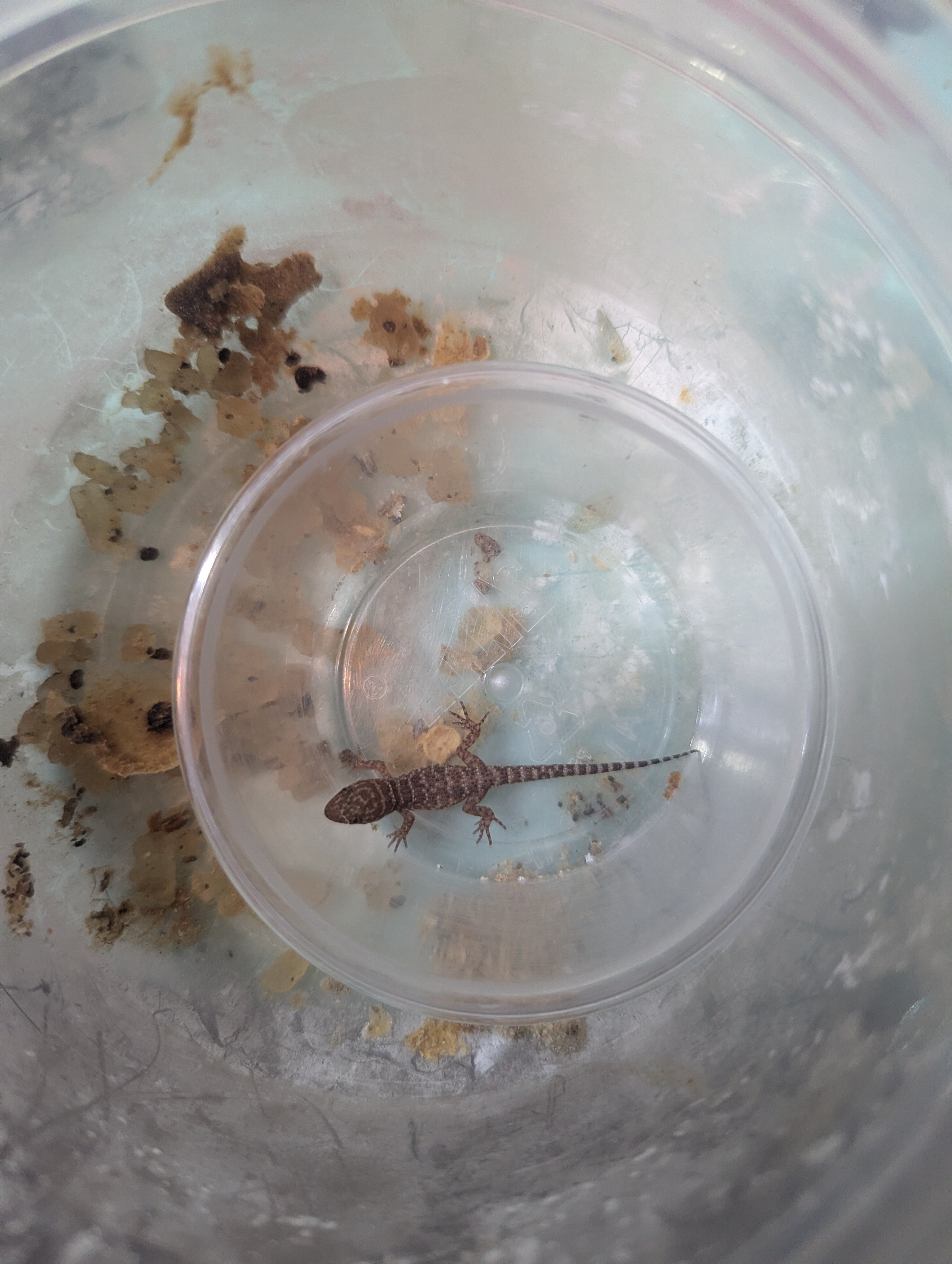 Bynoe Geckos image 1
