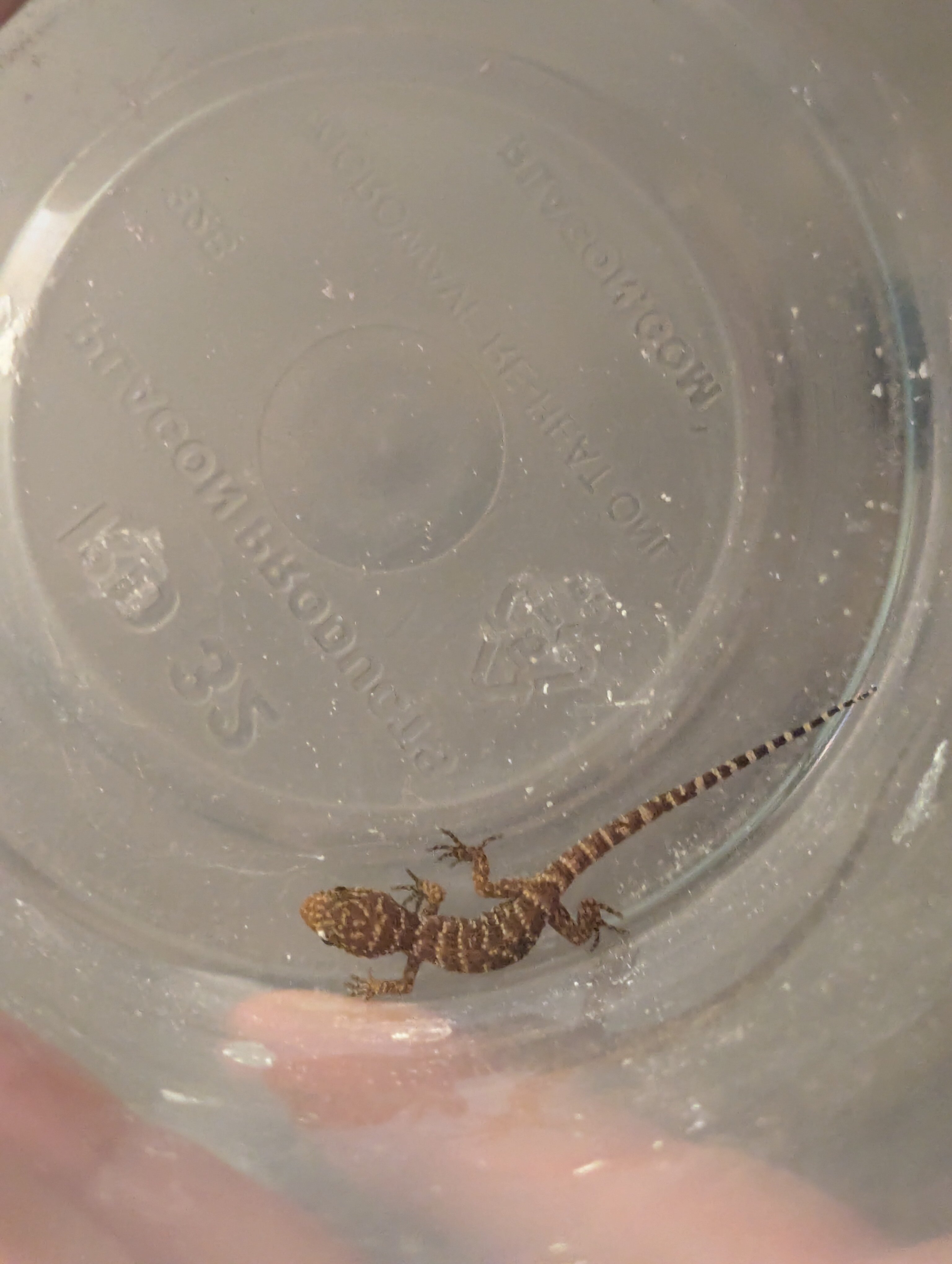 Bynoe Geckos image 2