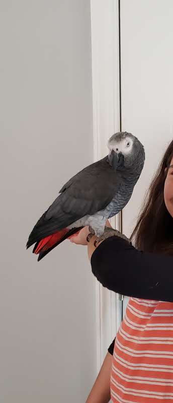 African Grey Congo image 1