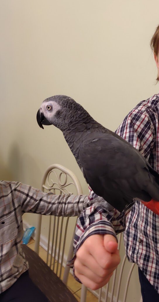 African Grey Congo image 2