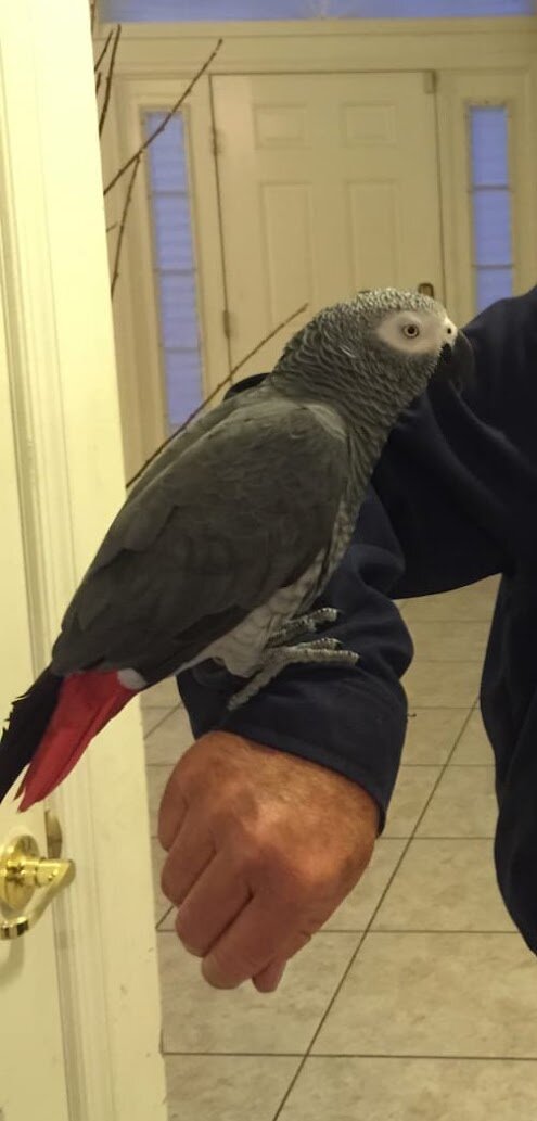 African Grey Congo image 3