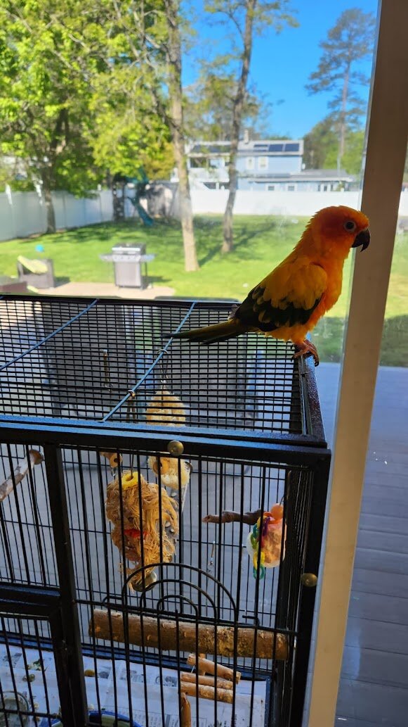 2 sun conures image 3