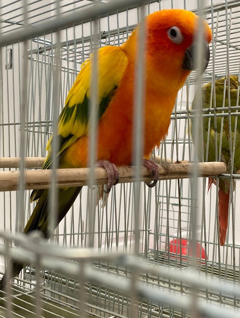 2 sun conures image 2