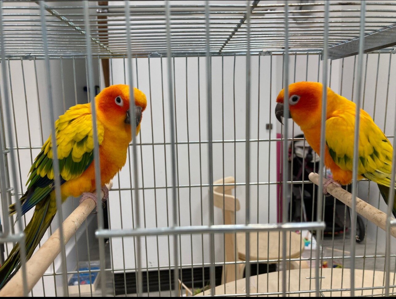 2 sun conures image 1