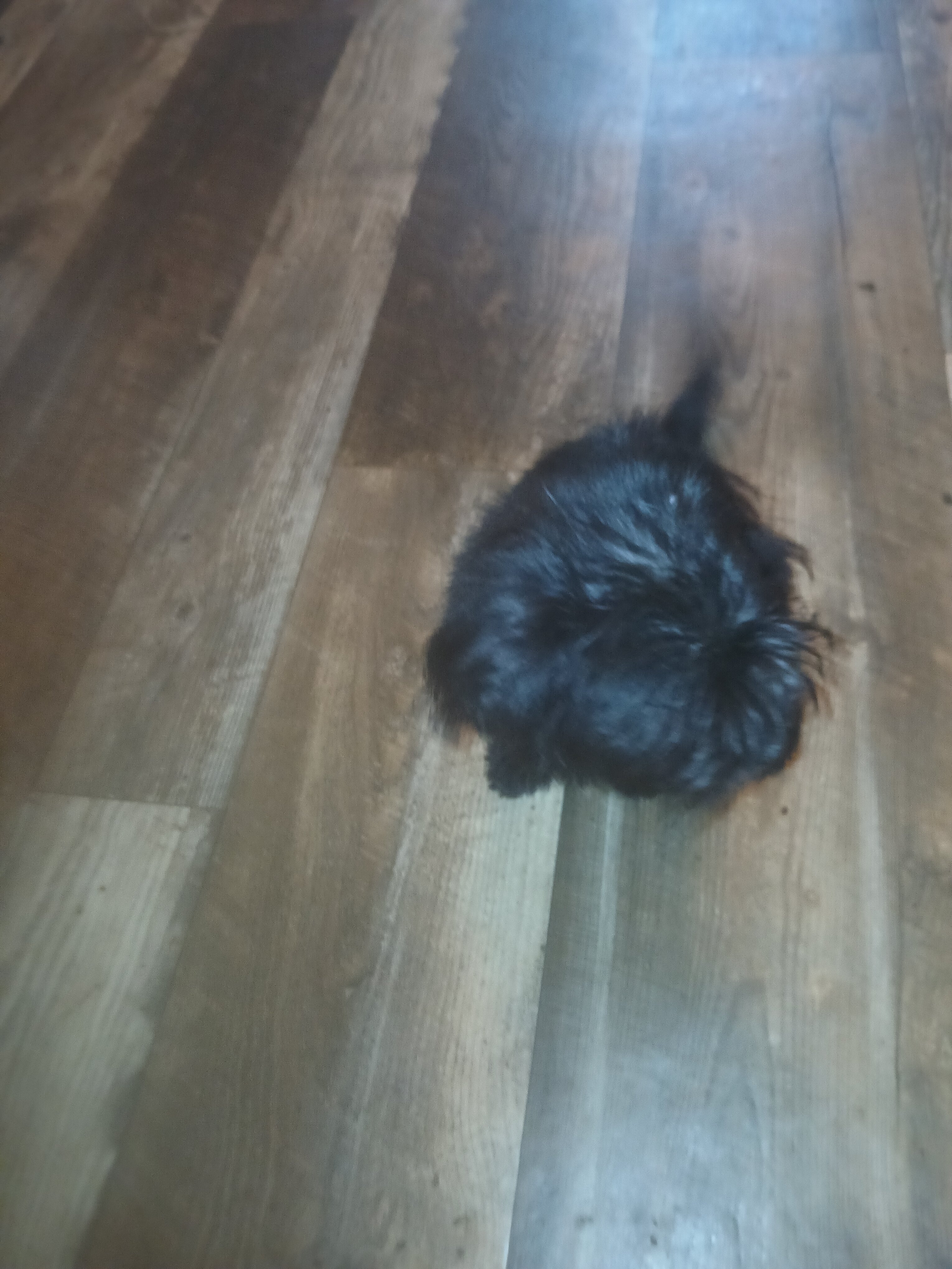 Pom/yorkie female image 3