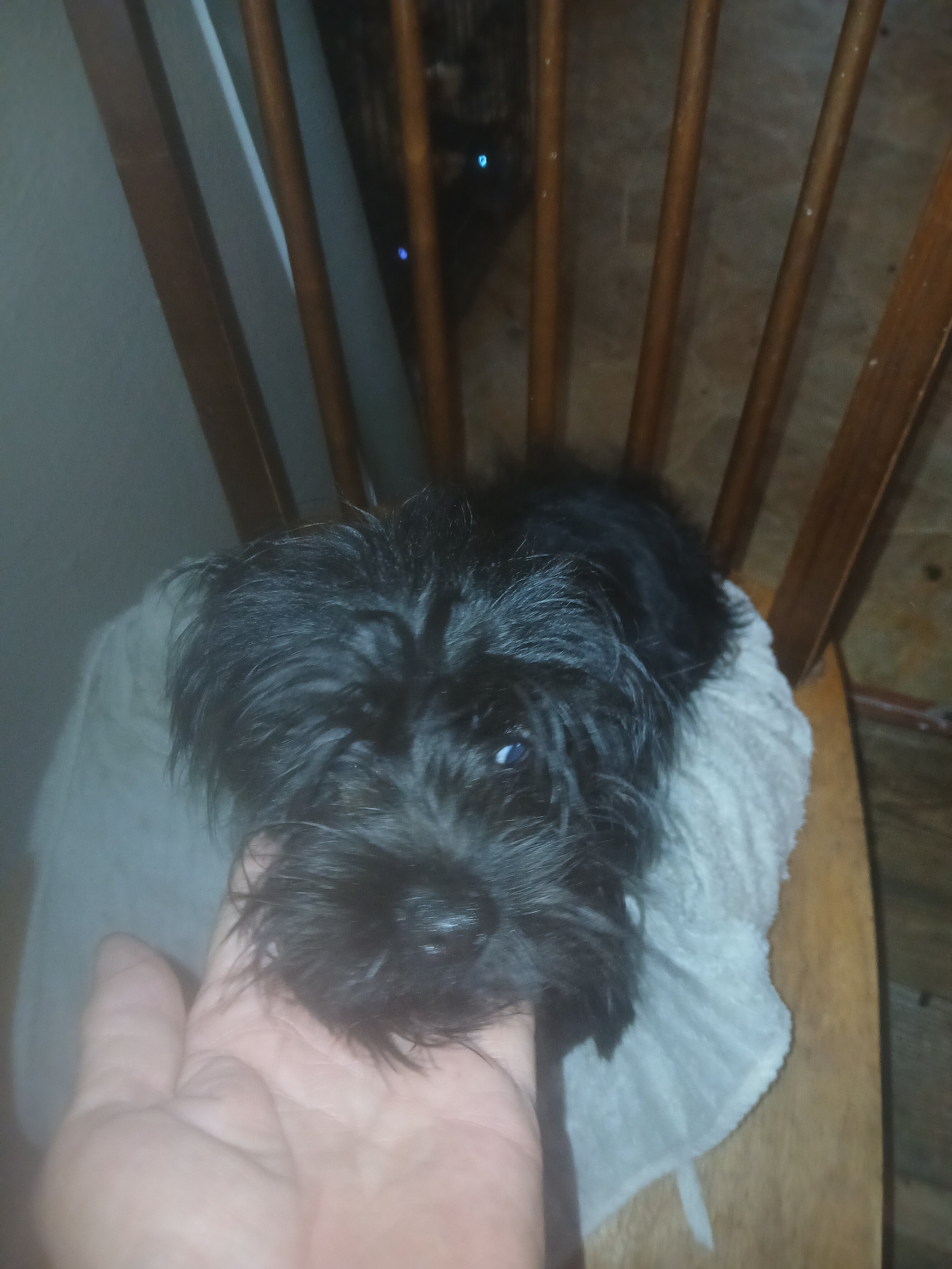 Pom/yorkie female image 2