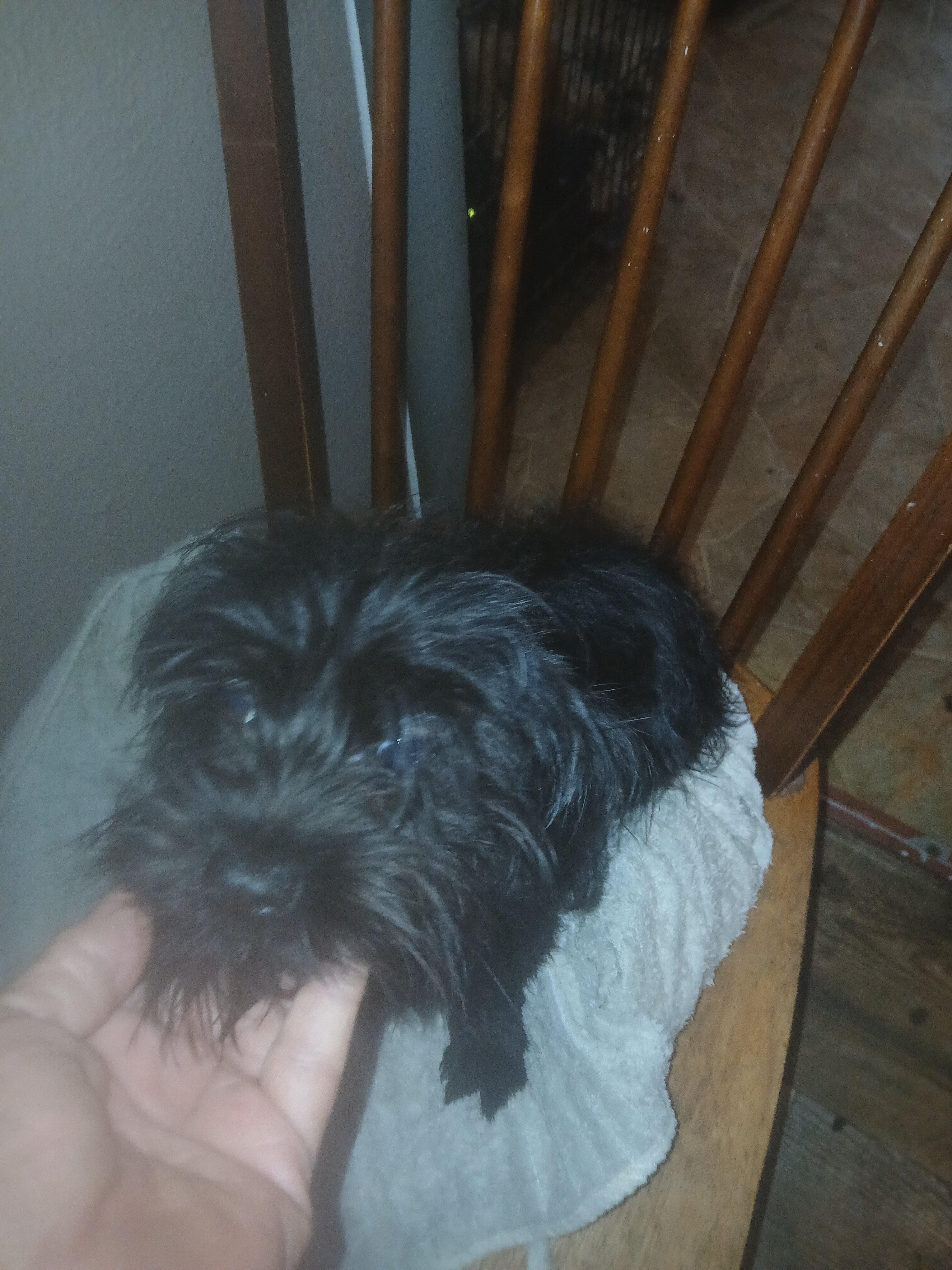 Pom/yorkie female image 1