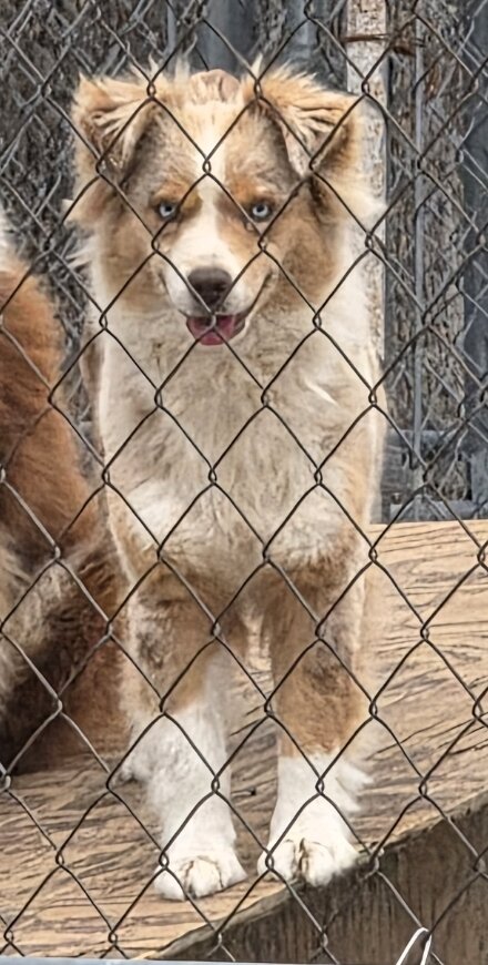 Australian Shepherd image 3