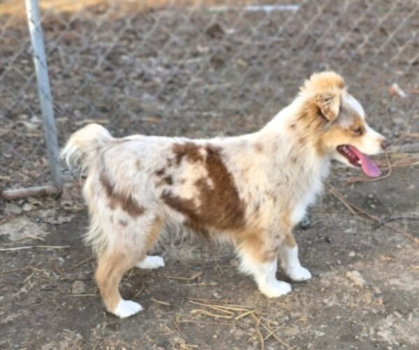 Australian Shepherd image 2
