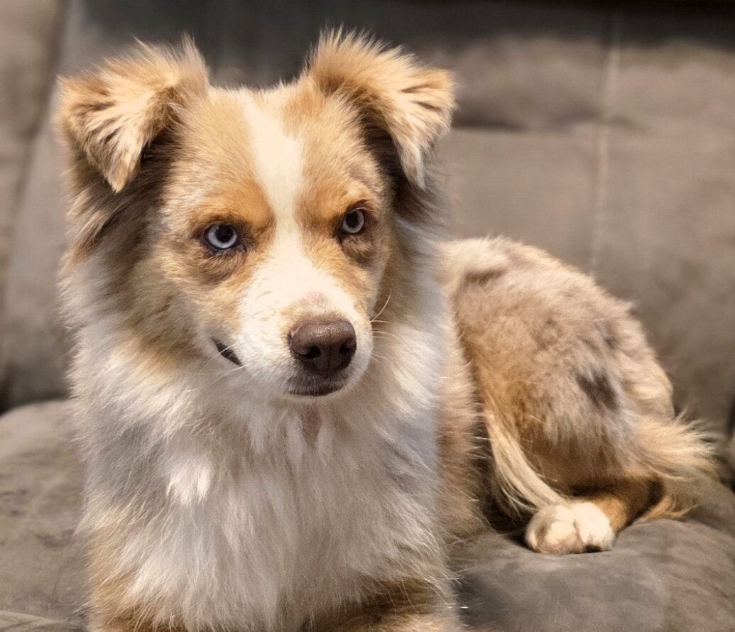 Australian Shepherd image 1