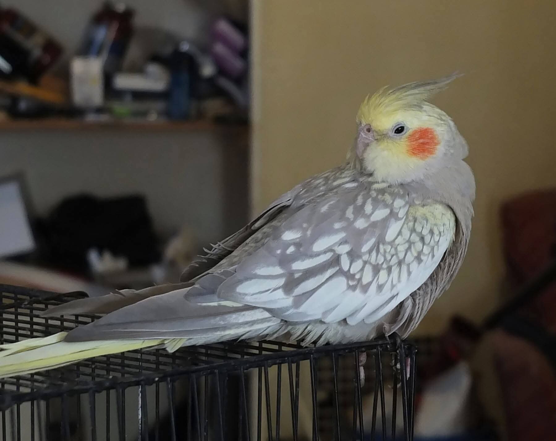 Cockatiel image 1