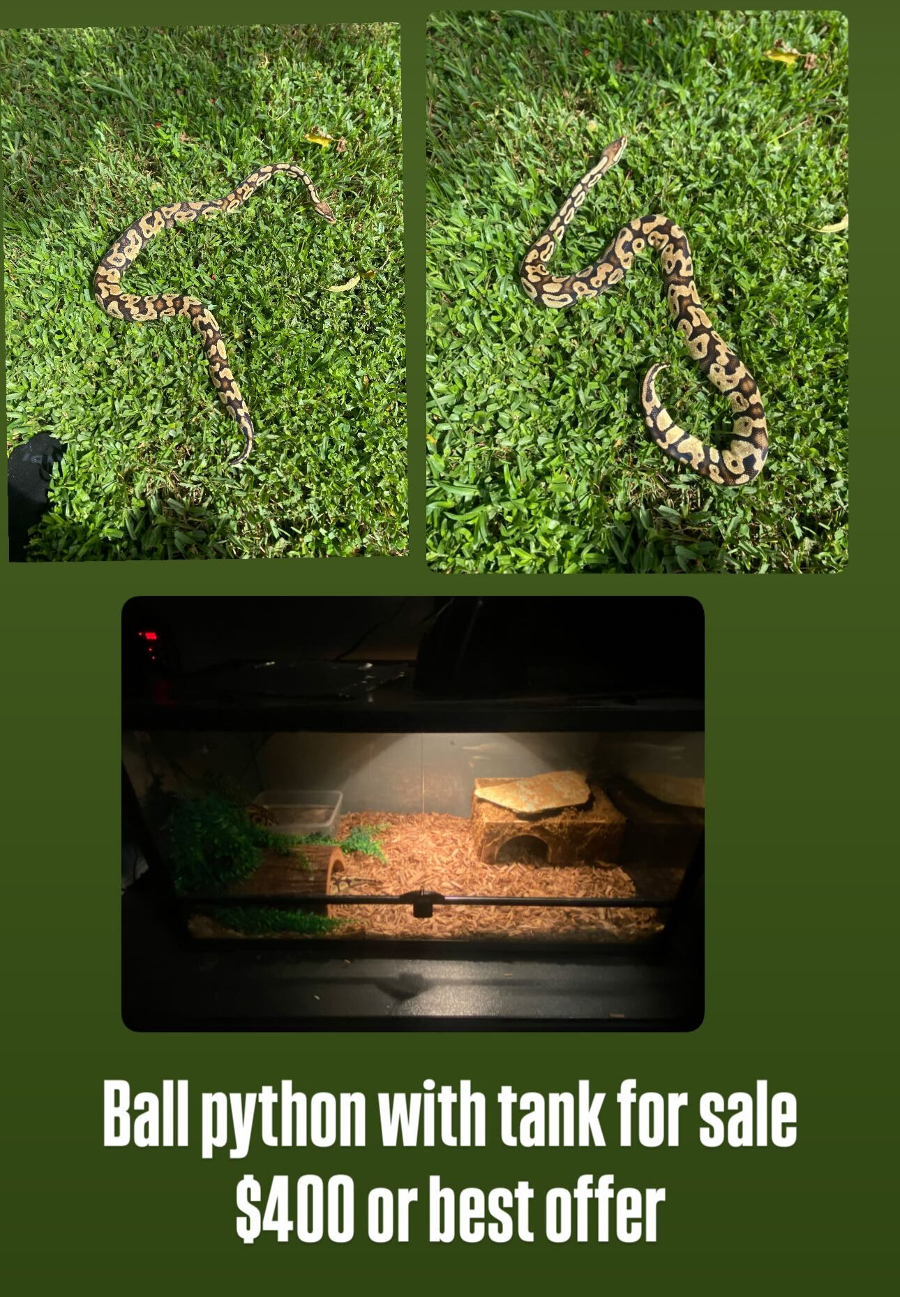 Ball Python image 2