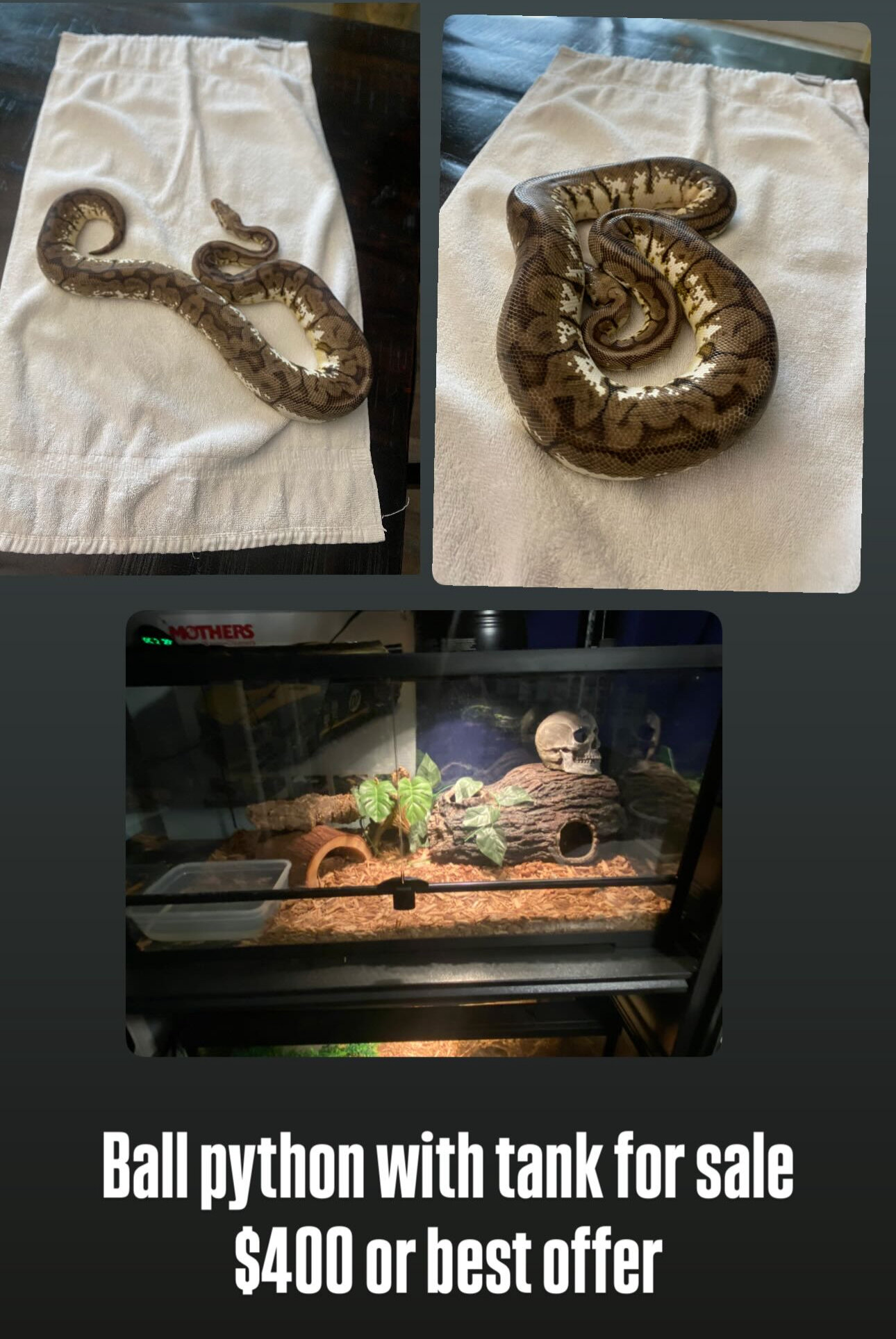 Ball Python image 1