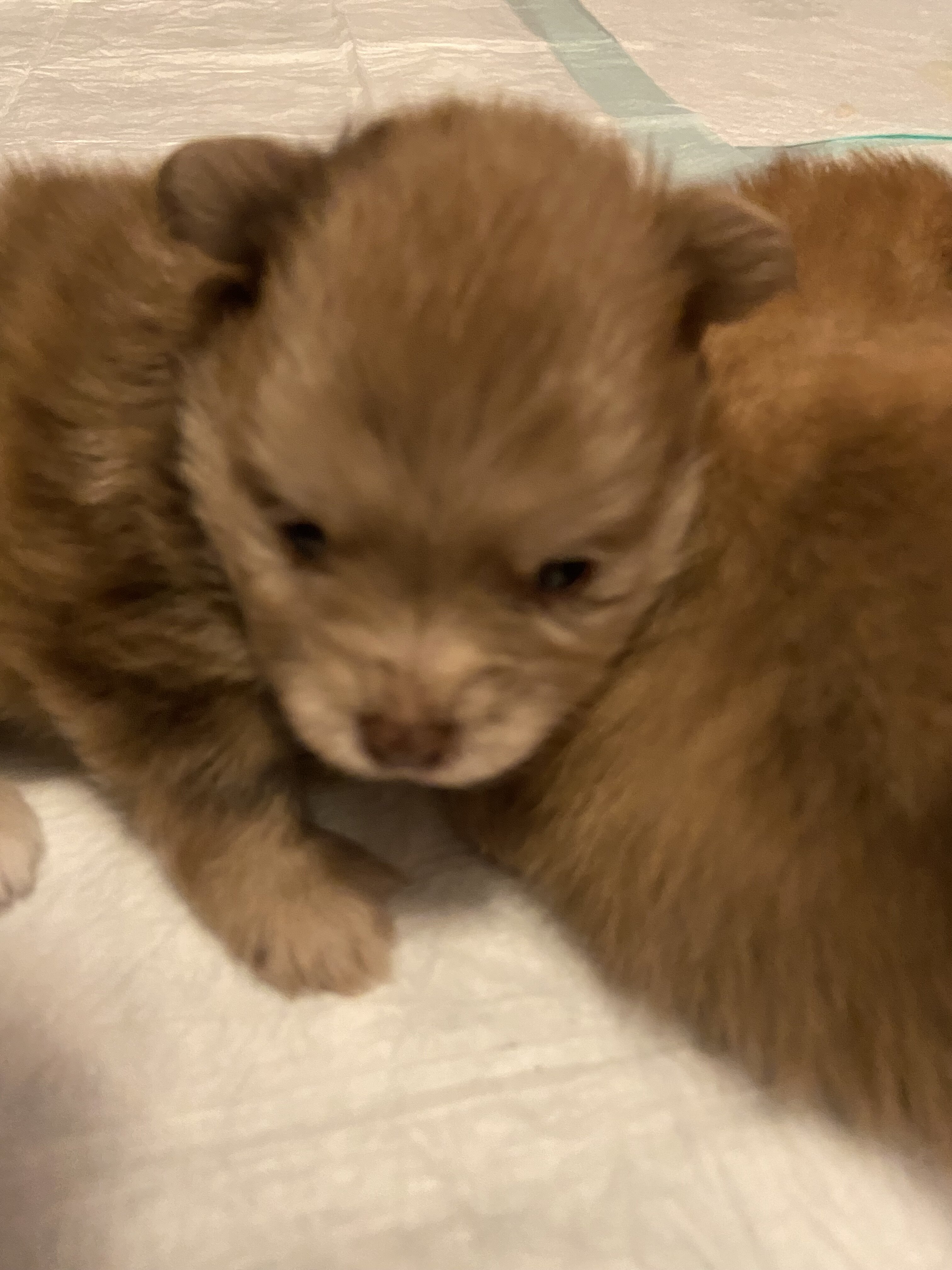 Pomeranian CKC image 9